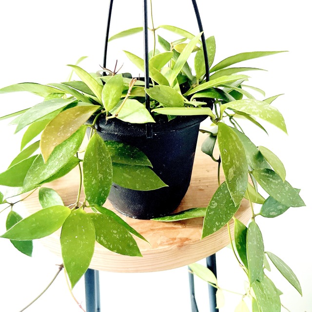銀の斑が躍る、花付きの良い名品。Green Bellさんのホヤ・メモリア 4号鉢