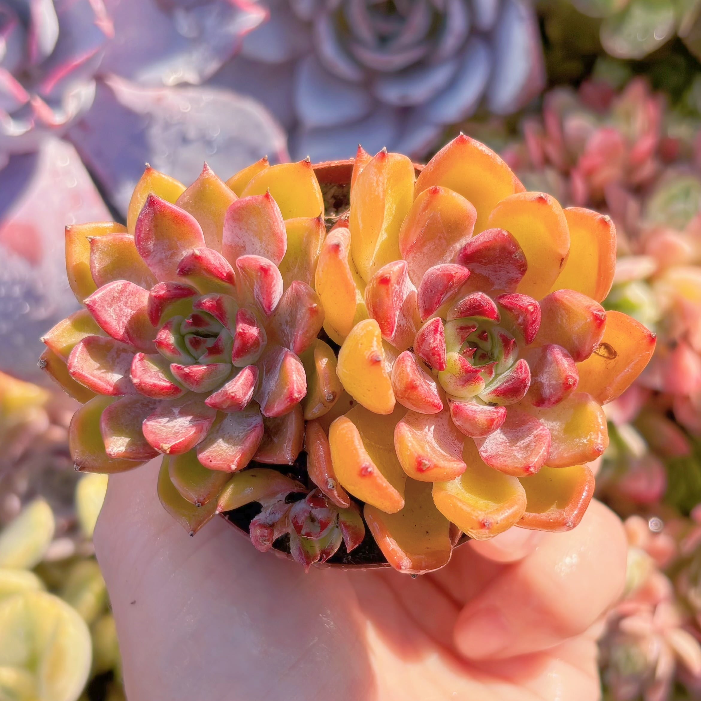 現品　黒夜#857   古株　るる農園