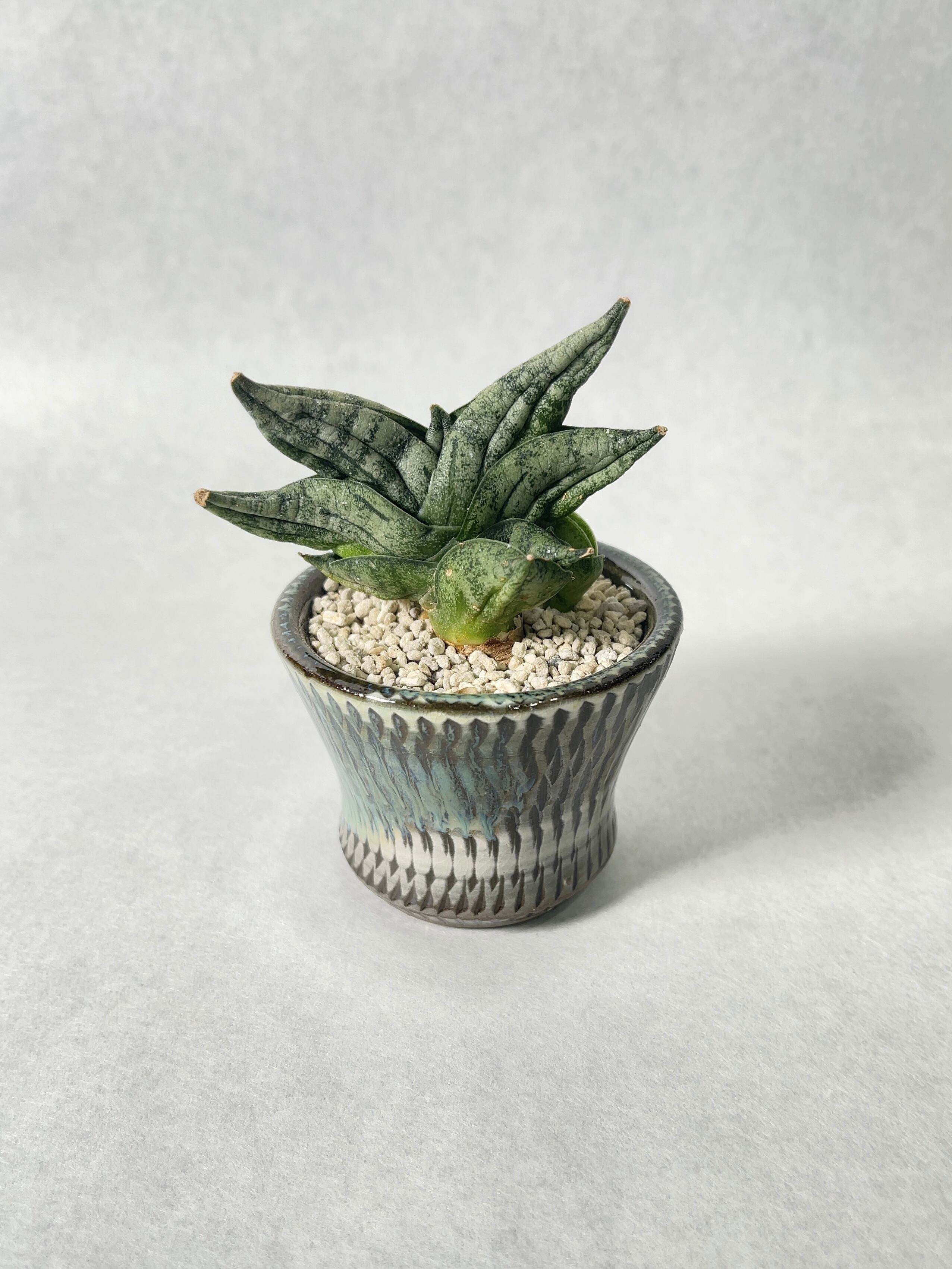 佐藤恵一 【植木鉢】