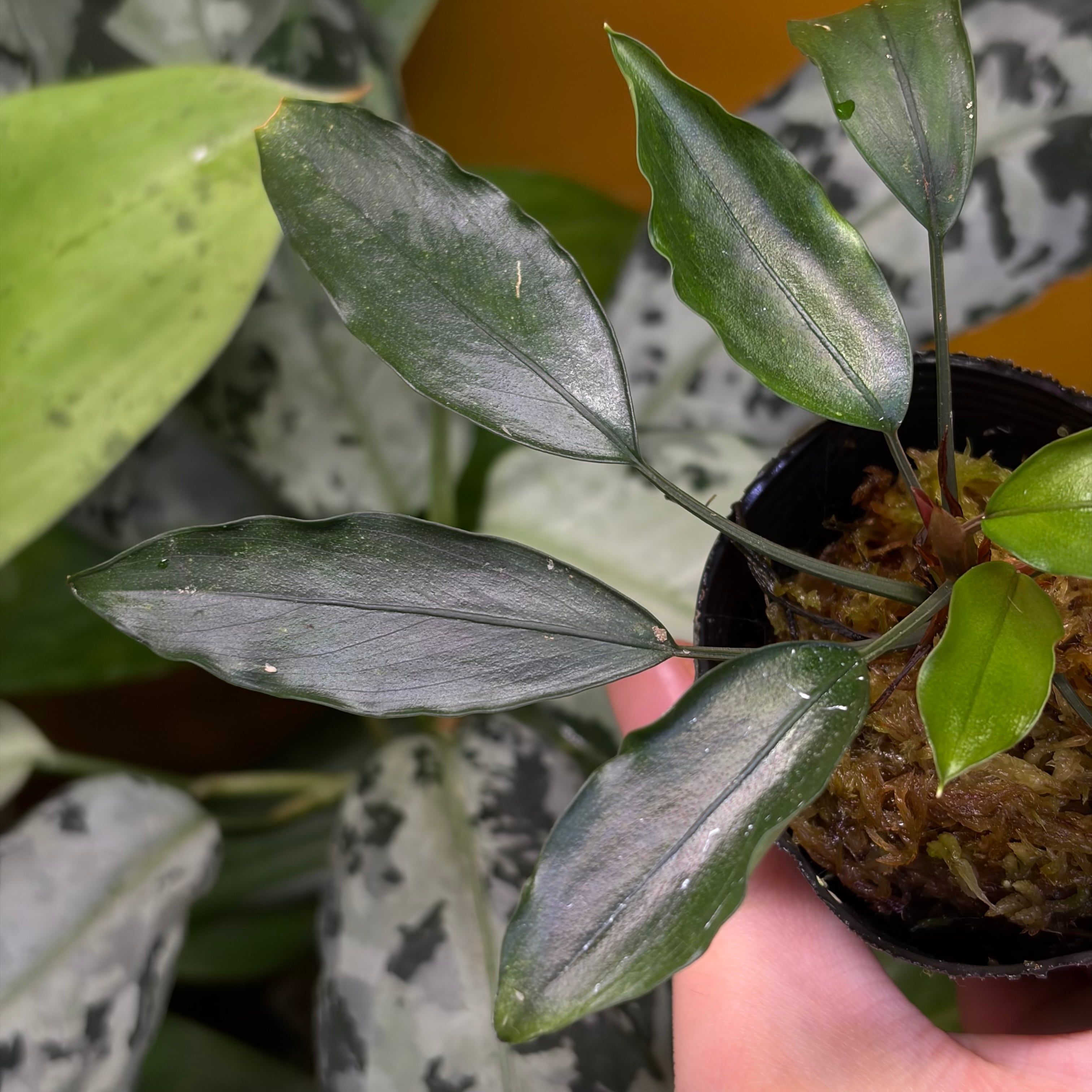 Huluarum sp. Mahakam Hulu Kalimantan Timur【ZOE0226-03i】 | 熱帯