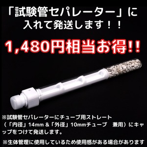ムネアカナガフシアリ｜女王1匹｜コロニー｜Tetraponera rufonigra
