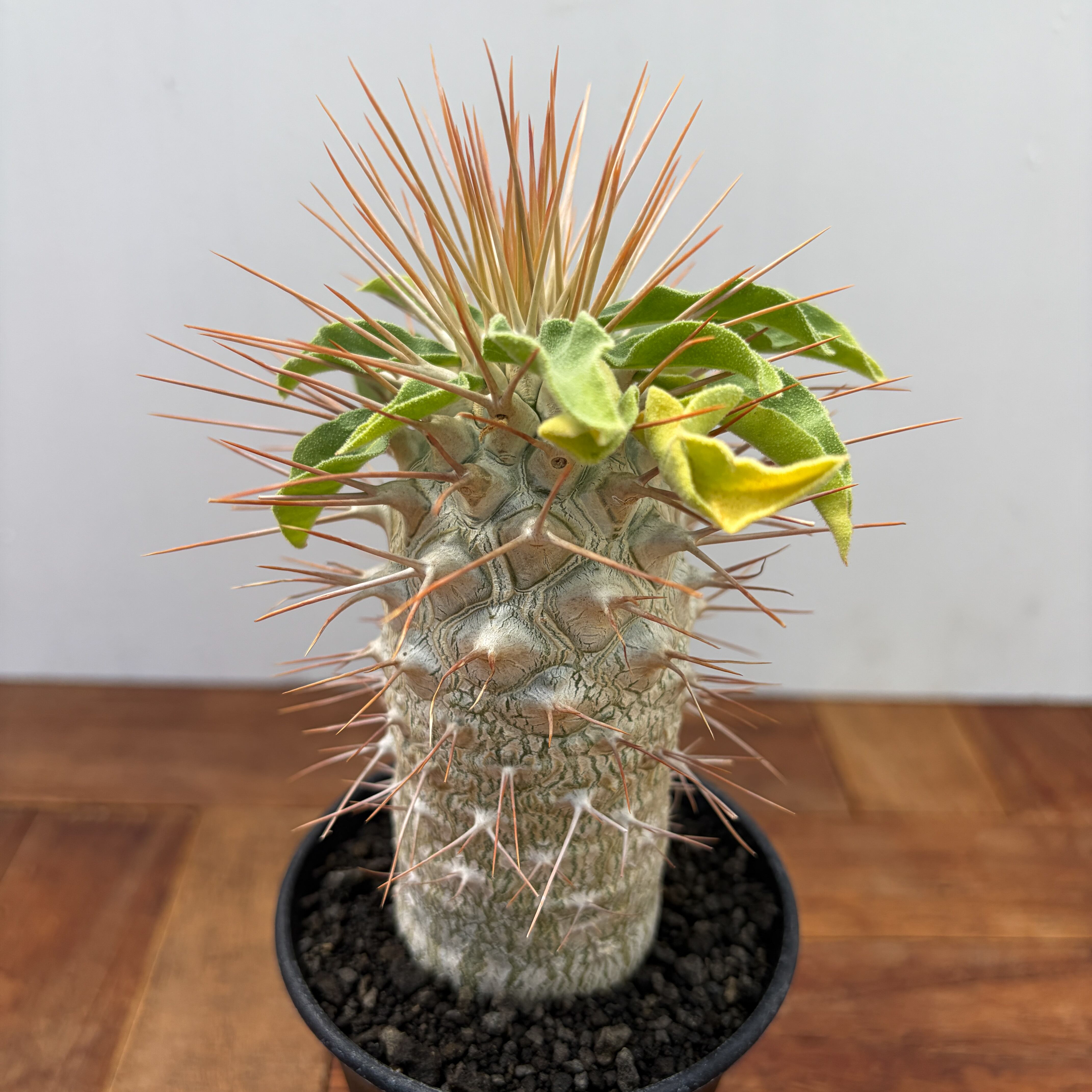 Pachypodium namaquanum【パキポディウム・ナマクアナム・光堂・実生