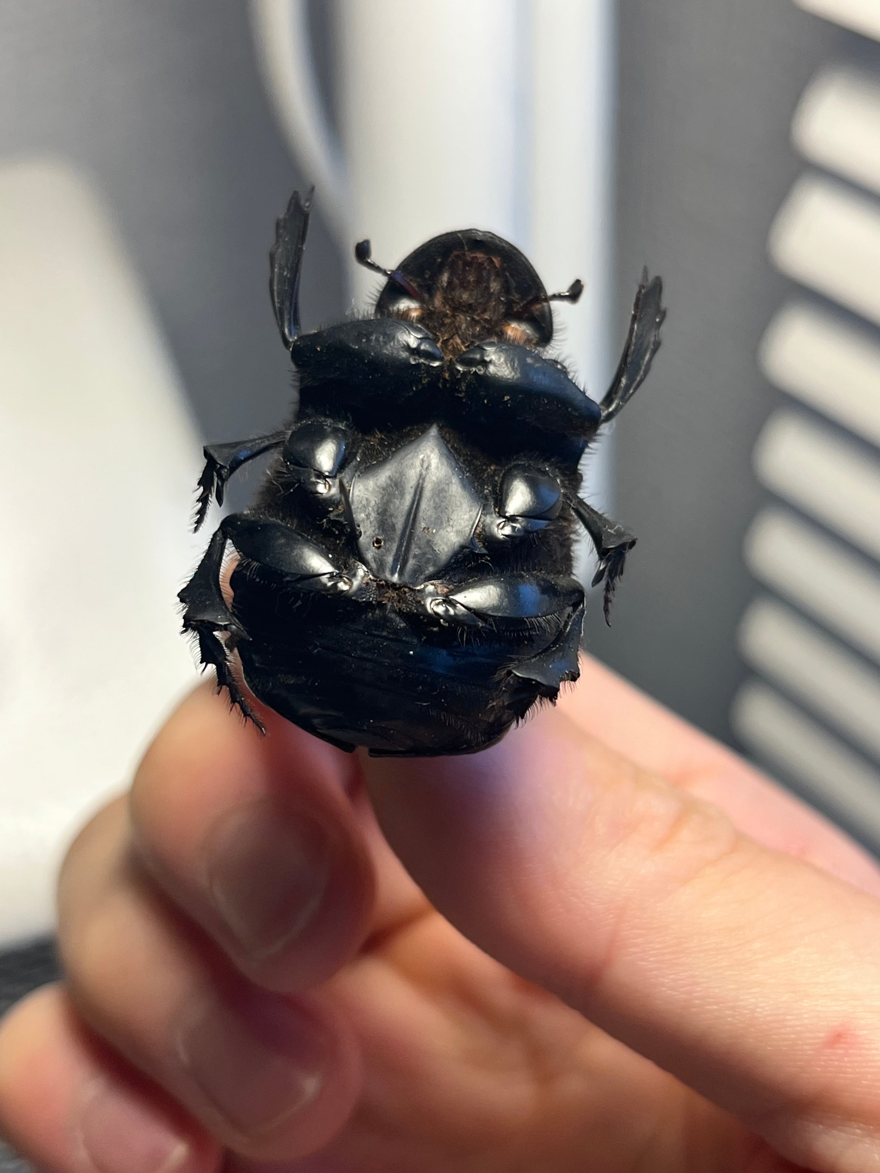 36mm♀】カブトダイコクコガネ ファウヌスダイコクコガネ 糞虫フン