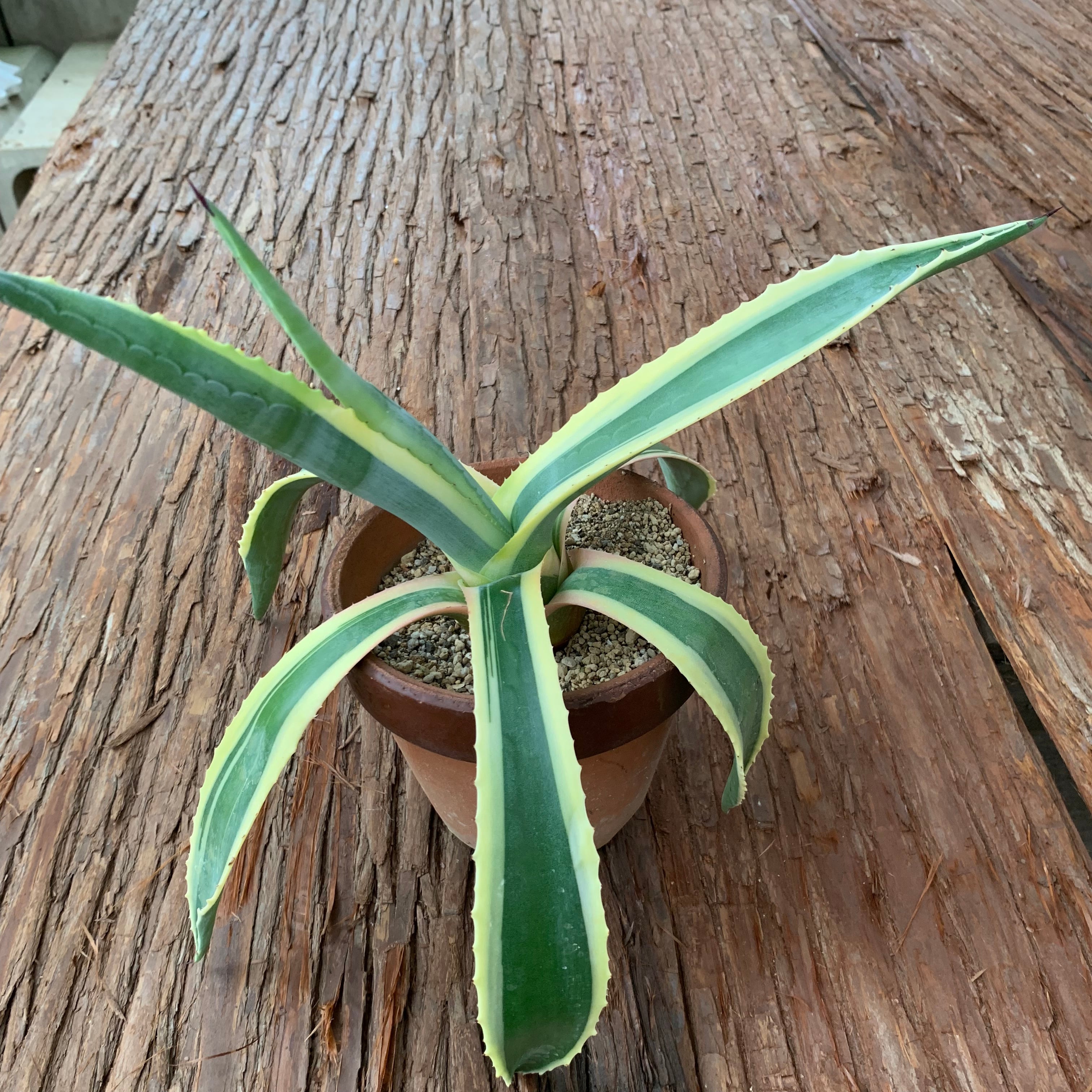 多肉植物 アガベ 竜舌蘭 (Agabe Americana var.marginate) アオノリュウゼツラン斑入りB | 京都 おむろ YUUKIESGARDEN(ゆうきいずがあでん) powered by BASE