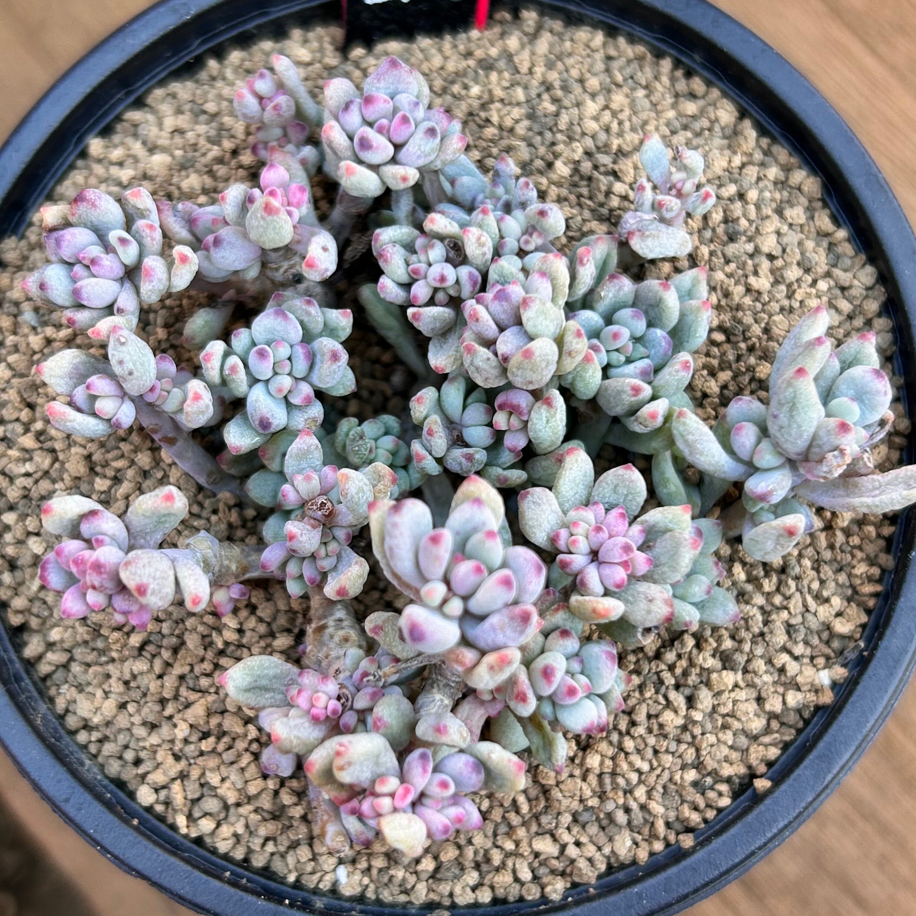 多肉植物 韓国苗 コミックトム錦 7a3e62d425afe342acceb147600214