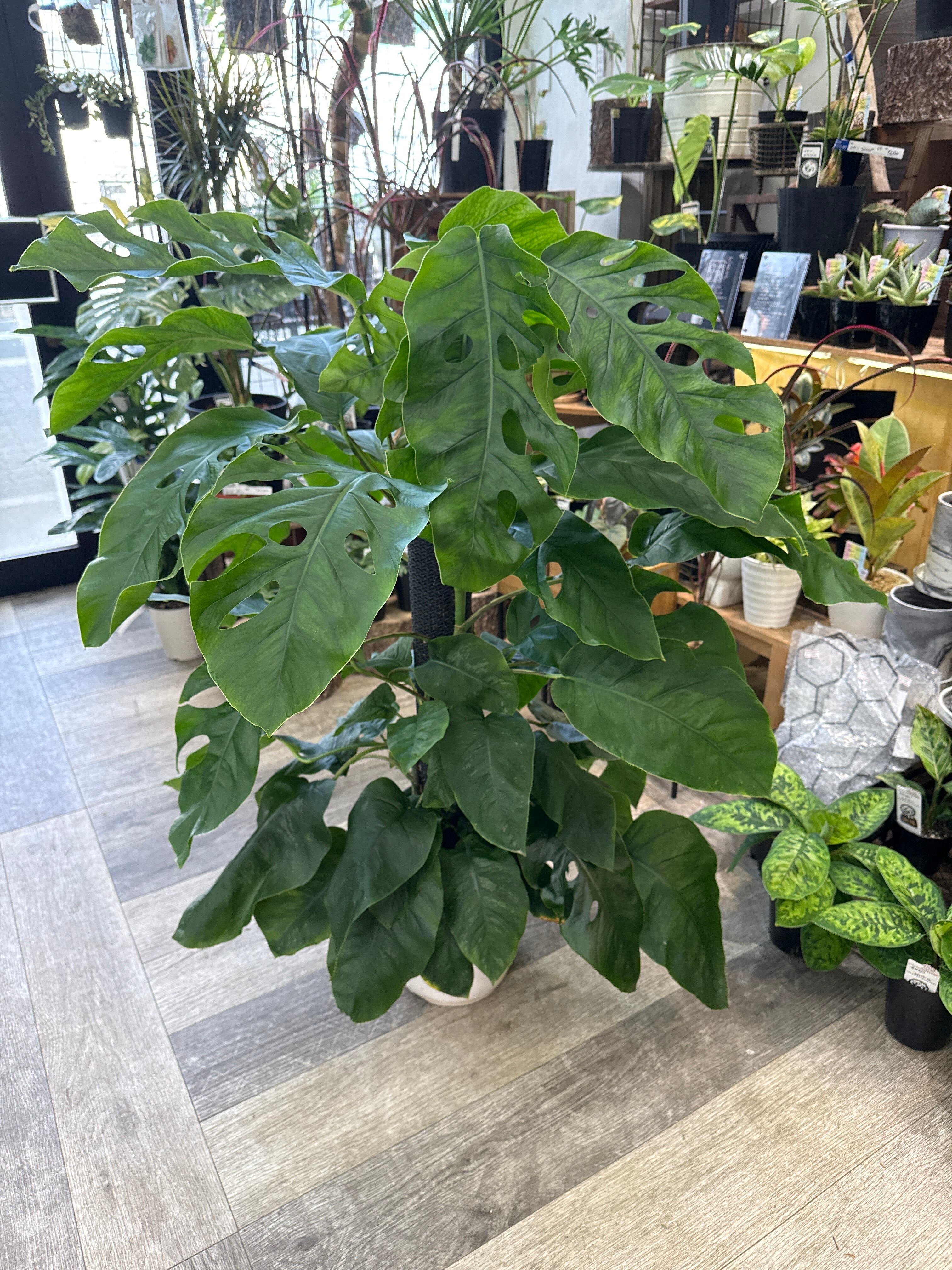 モンステラ　デュビア　希少　送料無料 モンステラ デュビア 8号 | Gardenえん 【観葉熱帯植物・多肉植物】