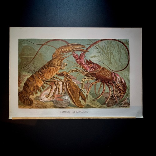博物画「ロブスターとザリガニ」