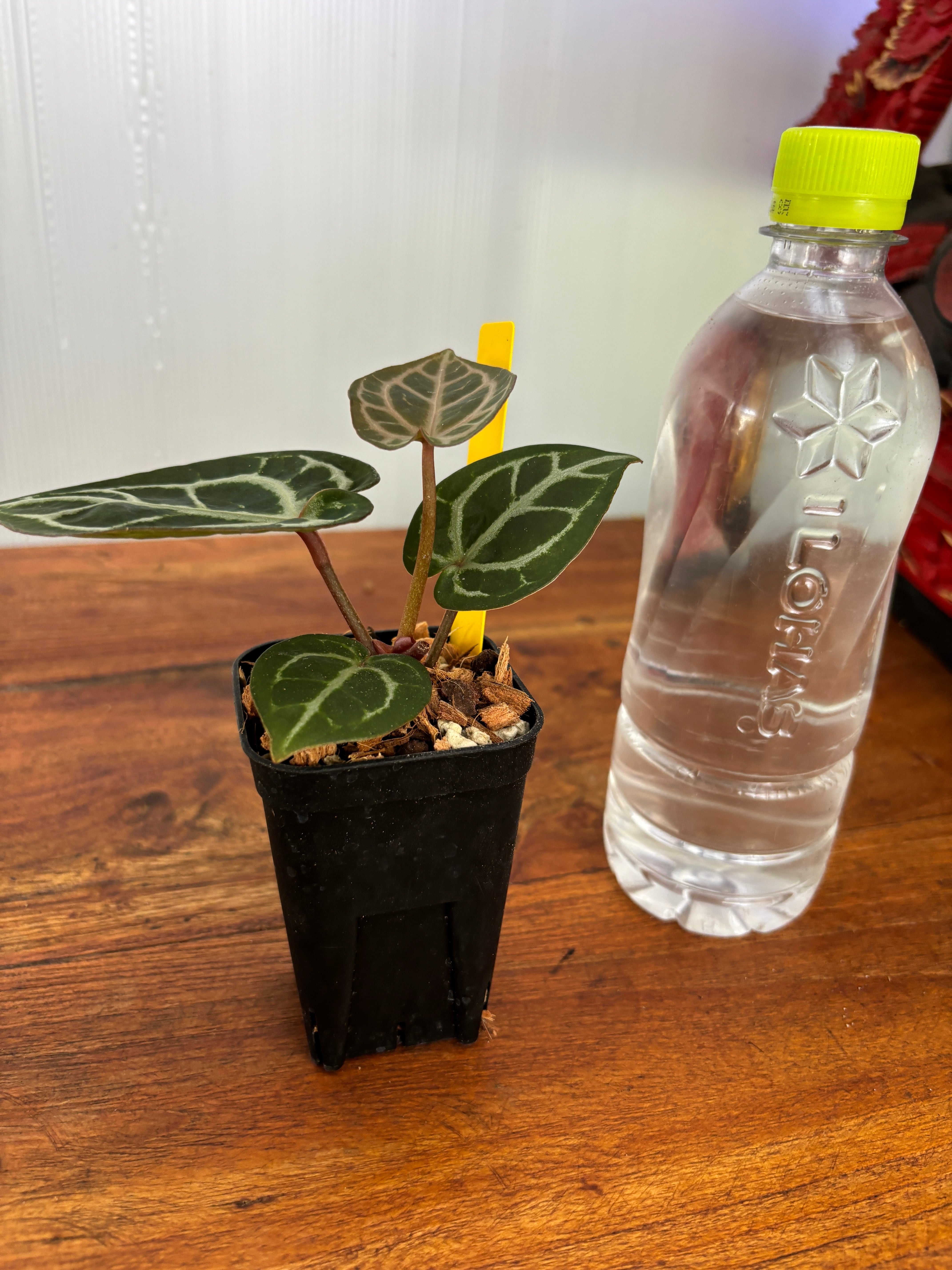 Anthurium | BALI-AN 園芸