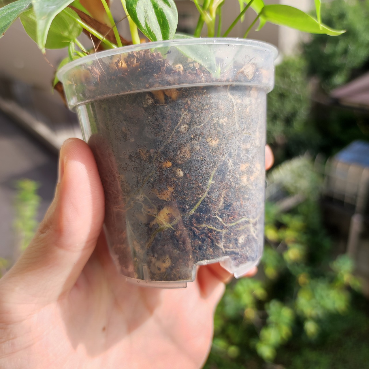 フィロデンドロン エルチョコレッド / Philodendron rubrijuvenile "El Choco Red" / 観葉植物<育て方・花言葉>