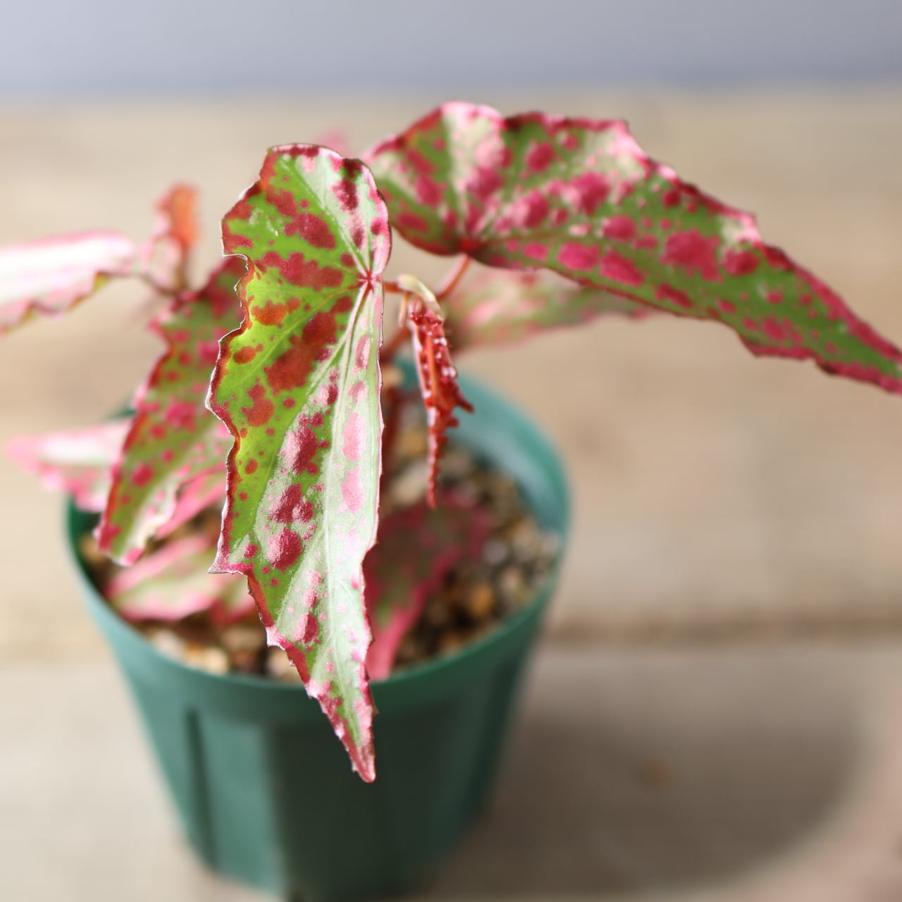 392 斑点と個性が踊る、唯一無二のハイブリッドベゴニア『ベゴニア