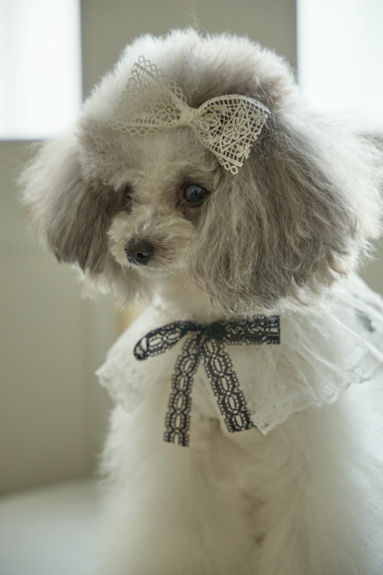 予約【cocolauren】Bloom Lace Cape