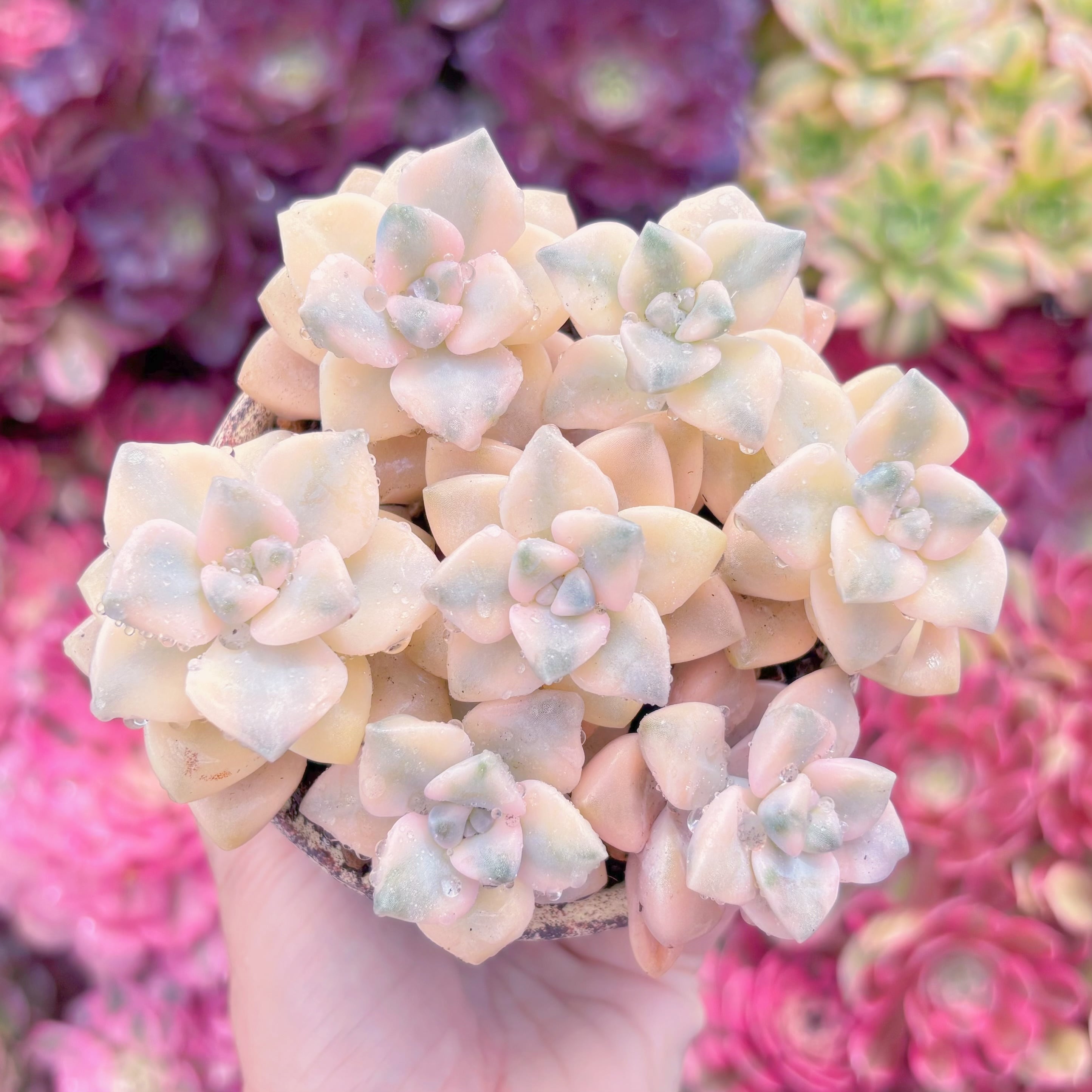 現品　杏子美人錦(7苗)#K415　るる農園