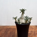 Dorstenia lavrani【ドルステニア・ラブラニー】