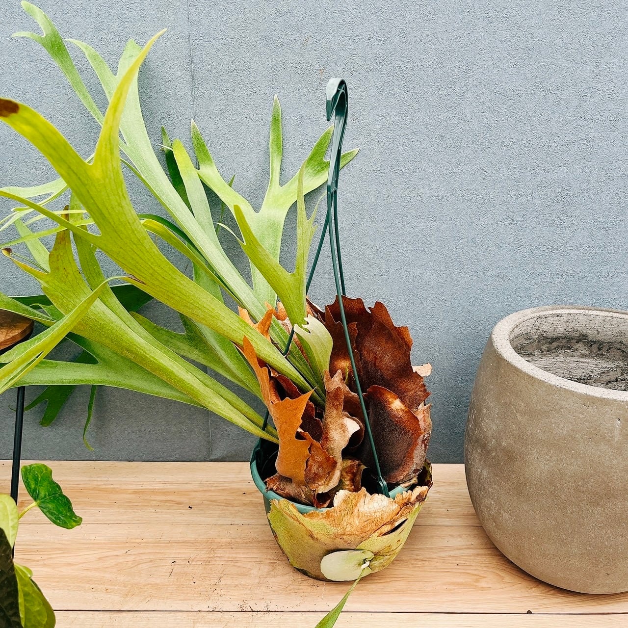 現品］34番 エバーフレッシュ 曲がり 9号 観葉植物 室内 大型 人気