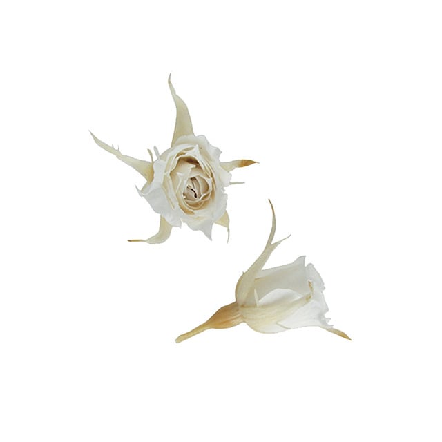 プティローズ〈パールホワイト〉