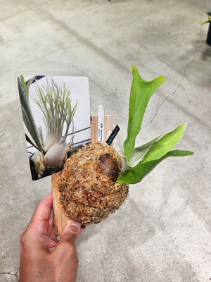 P.veitchii Aurora 【artPLANTs/PLANTSGARAGE 】ビカクシダ#Platycerium