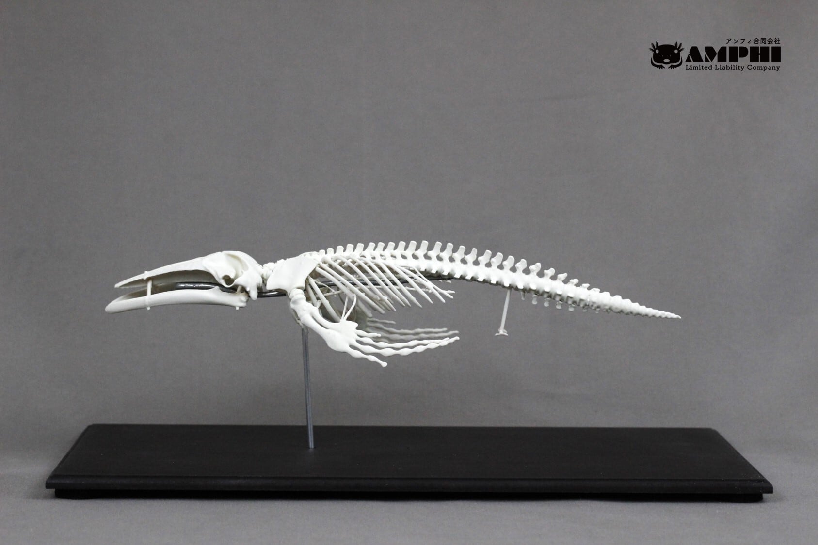 ザトウクジラ 縮小全身骨格レプリカ Humpback whale, miniature whole