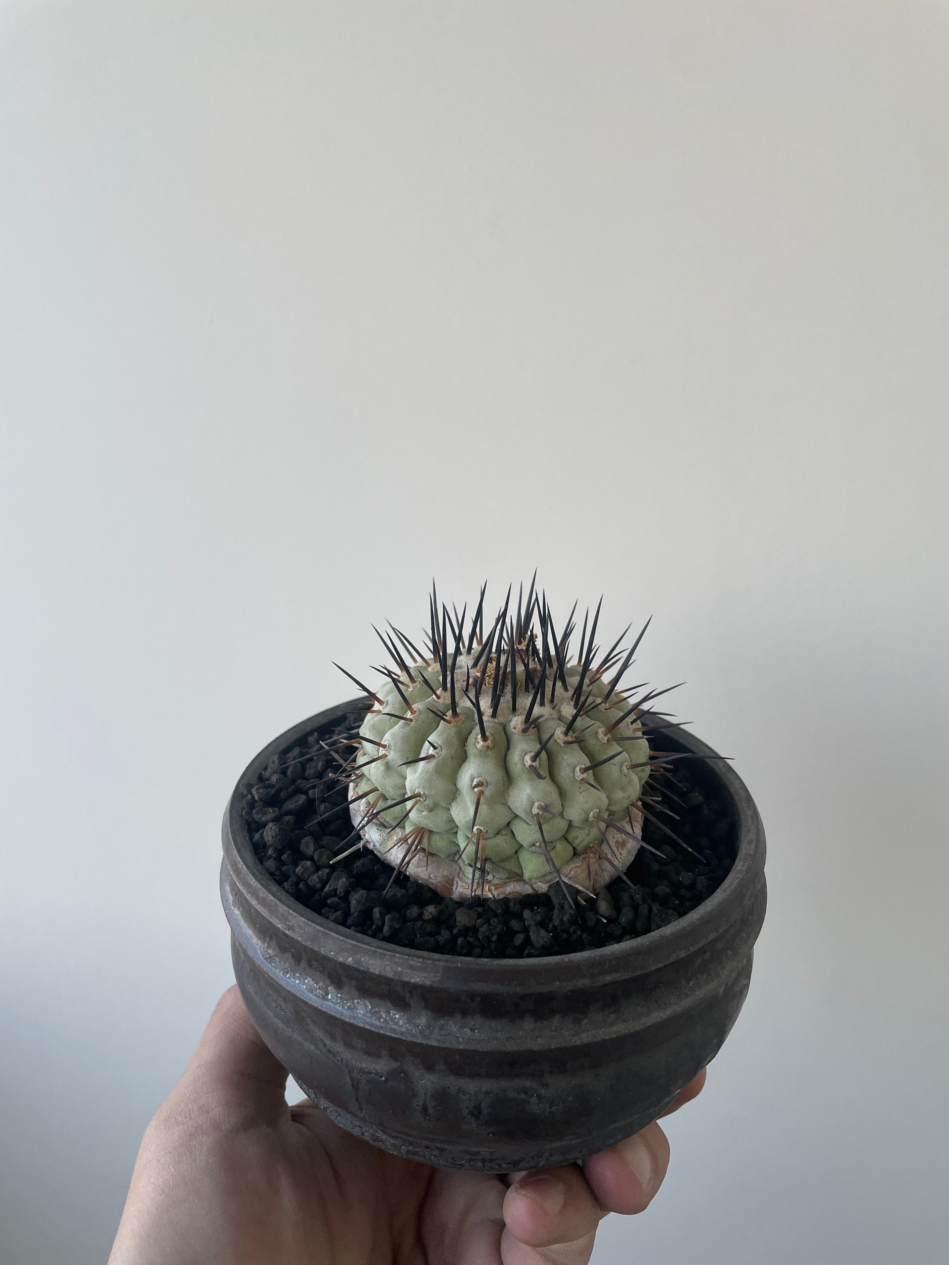 Copiapoa cinerea 古株 × deracine factory 【国内作り込み黒王丸