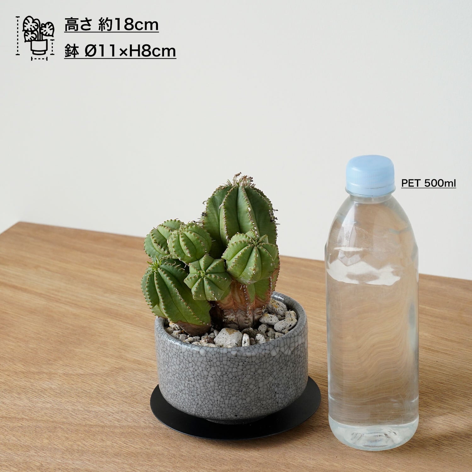 ユーフォルビア hyb. | AYANAS（アヤナス）｜観葉植物のセレクト