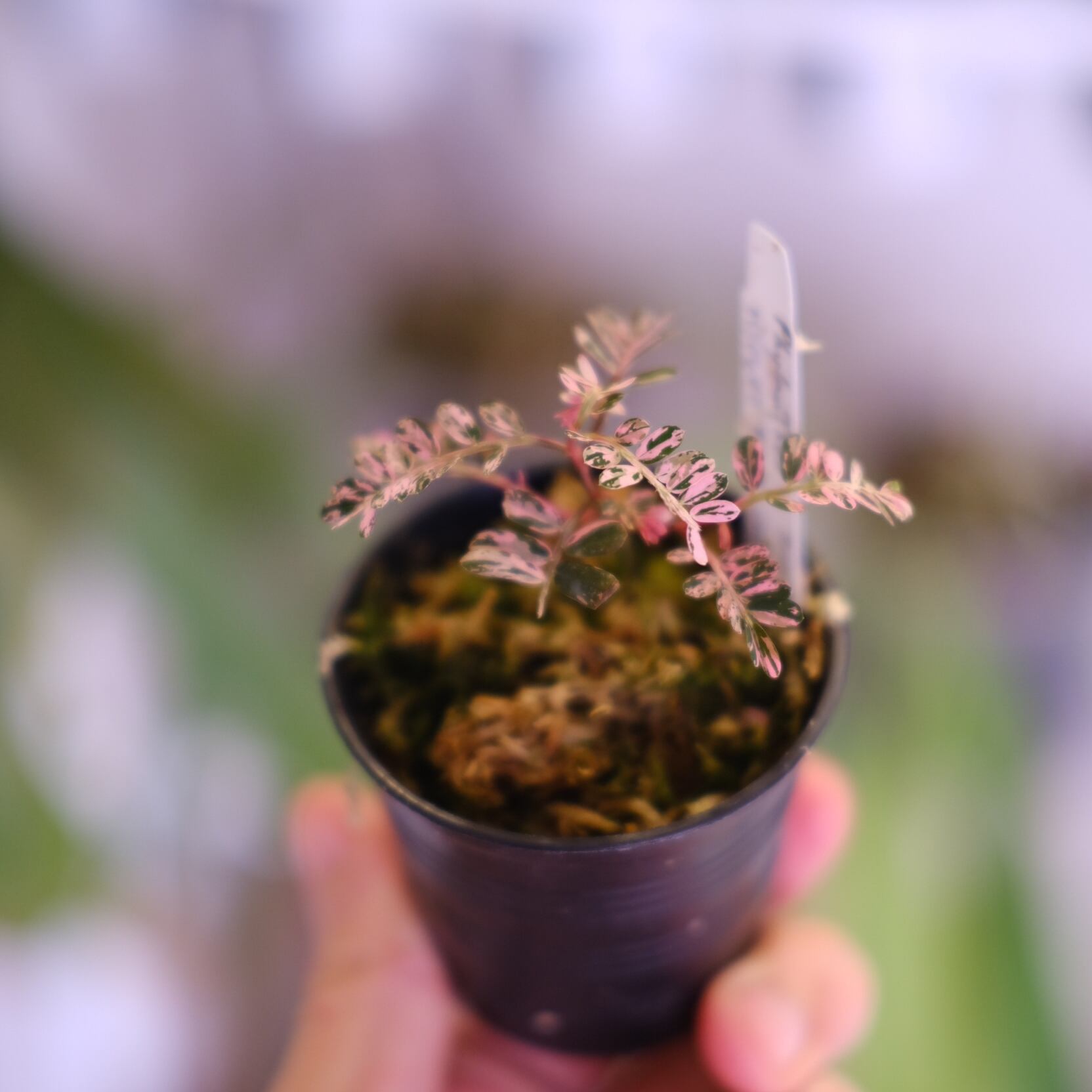Phyllanthus urinaria 'Pink Variegated'│フィランサス・ウリナリア