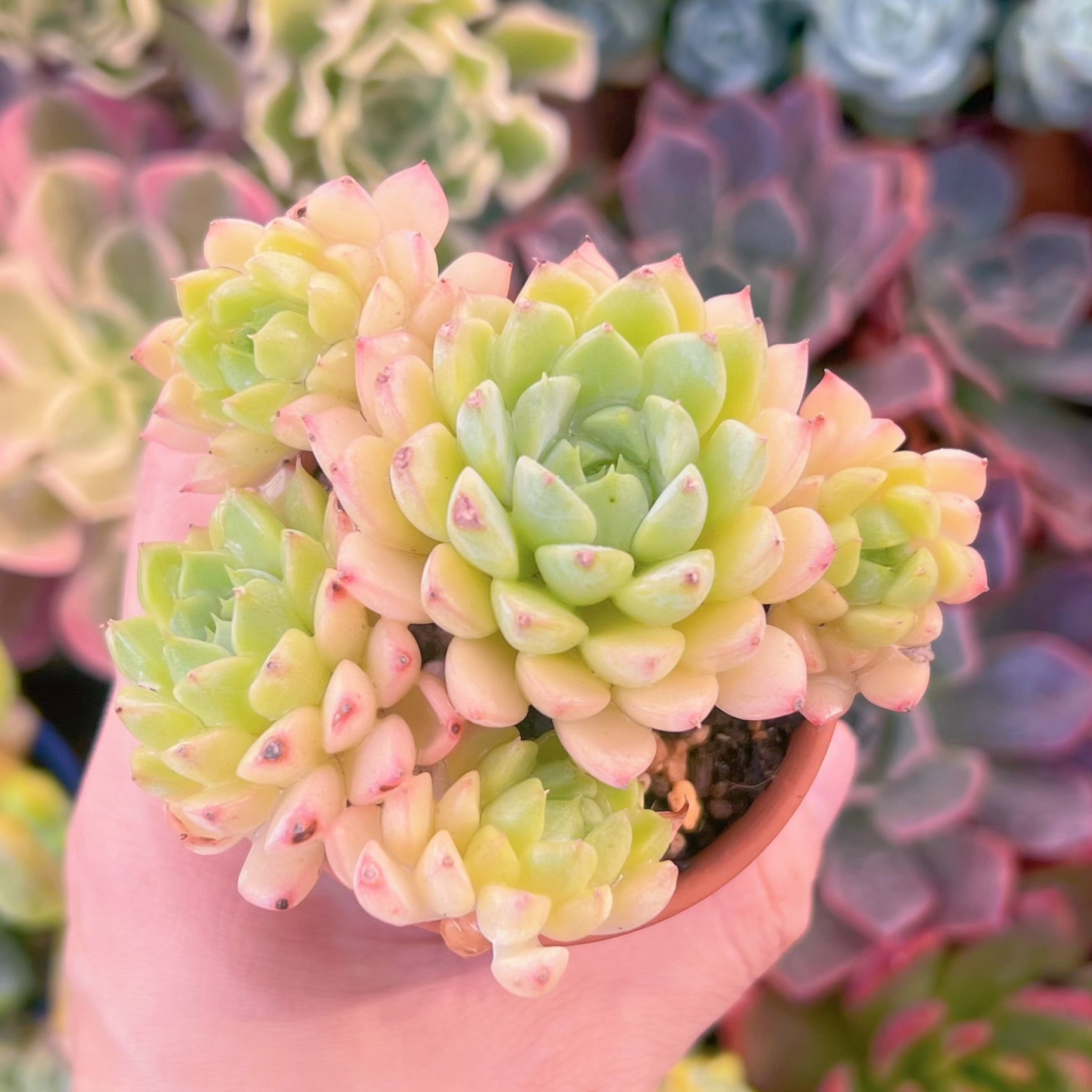 多肉植物 マチカ 新入荷 るる農園 | るる農園~多肉植物専門