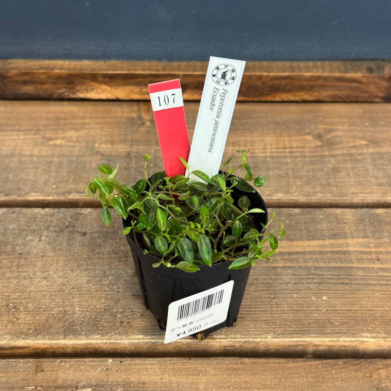 【クリアランス】ペペロミア jamesoniana Ecuador【107】