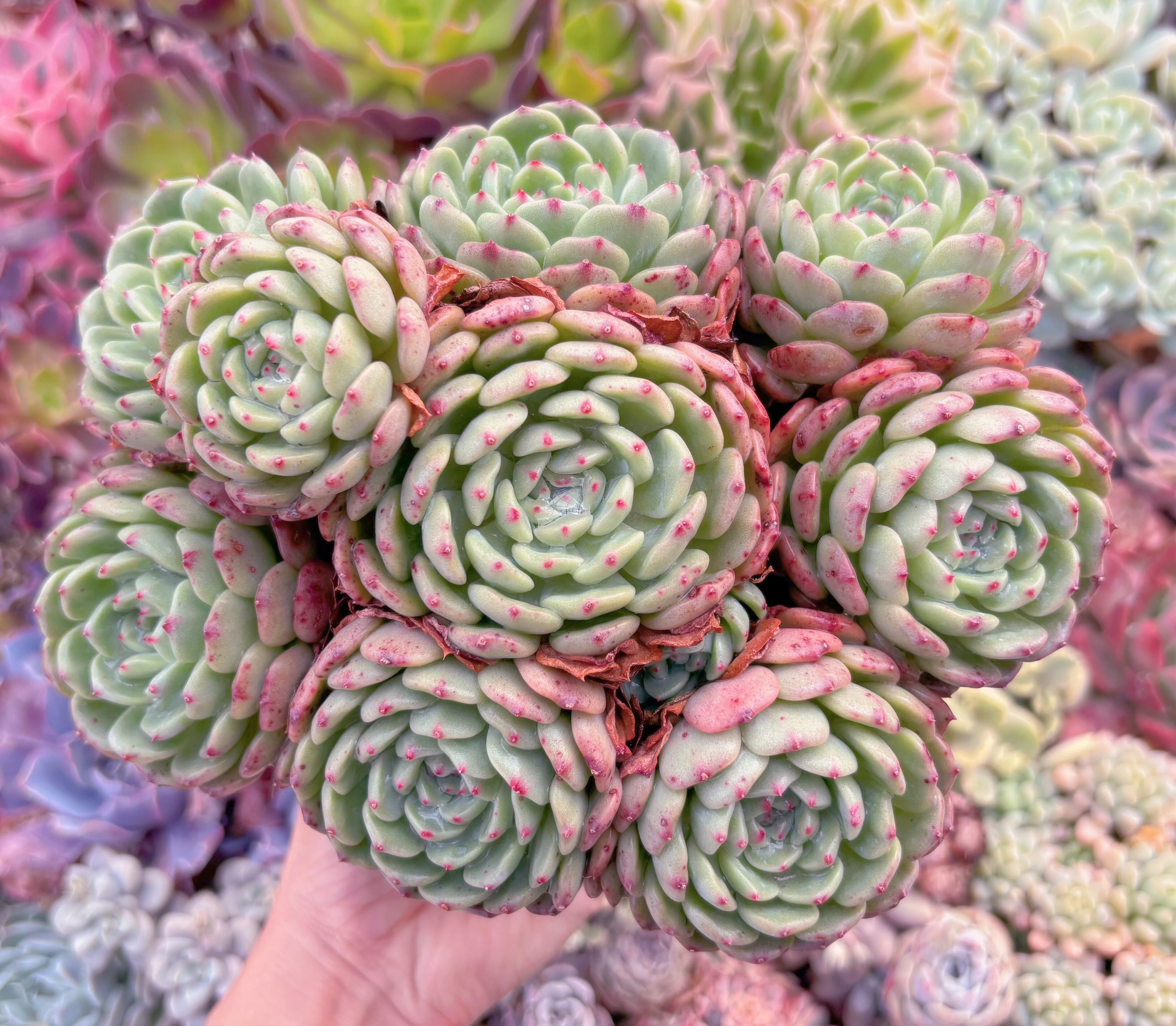 現品　ハニーベビー#867　特大群生　るる農園