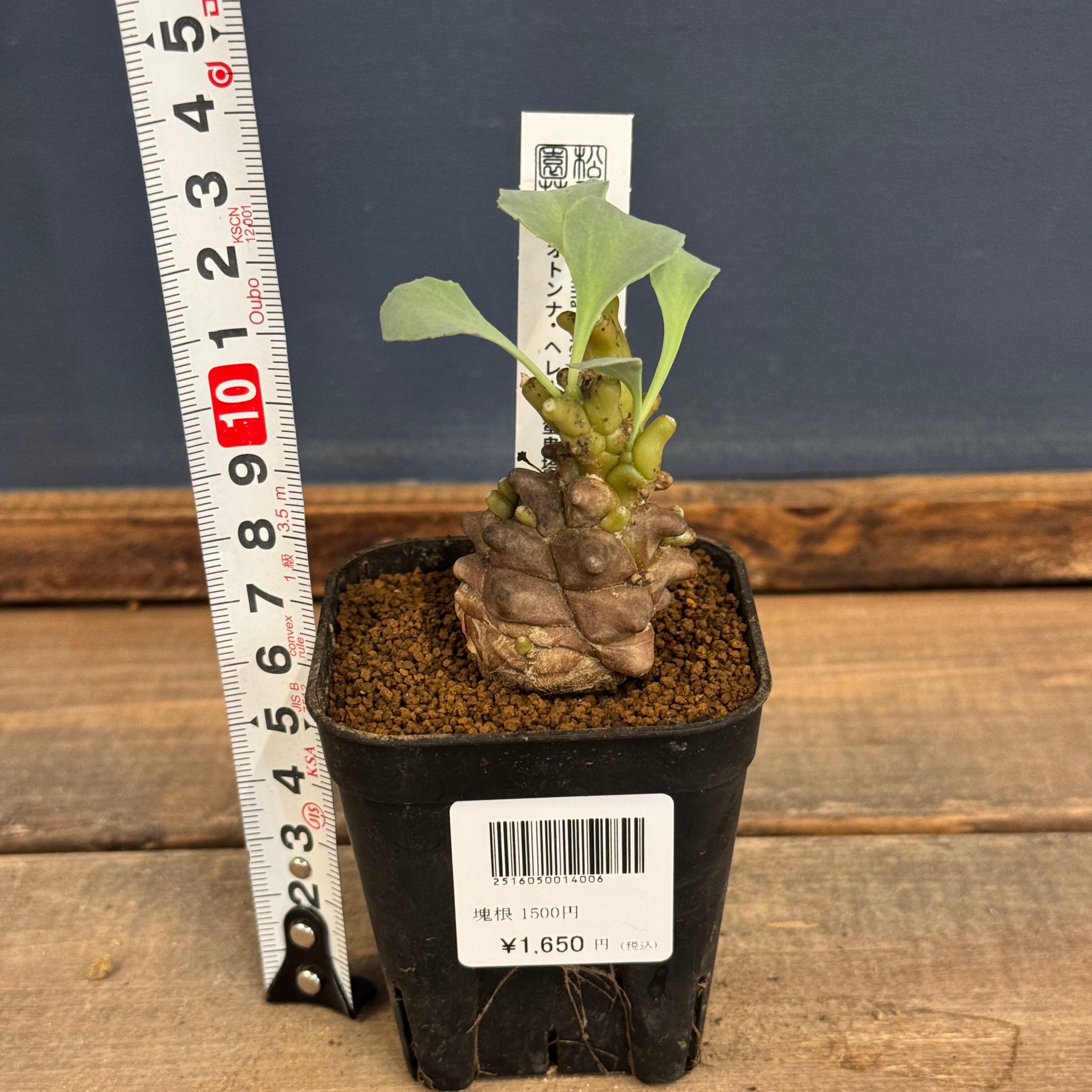 オトンナ ヘレー【028】 | PROTOLEAF プロトリーフ