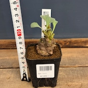 オトンナ　ヘレー【028】