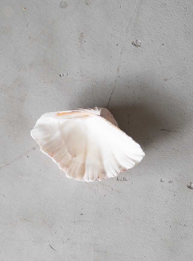 unknown used Seashell tray
