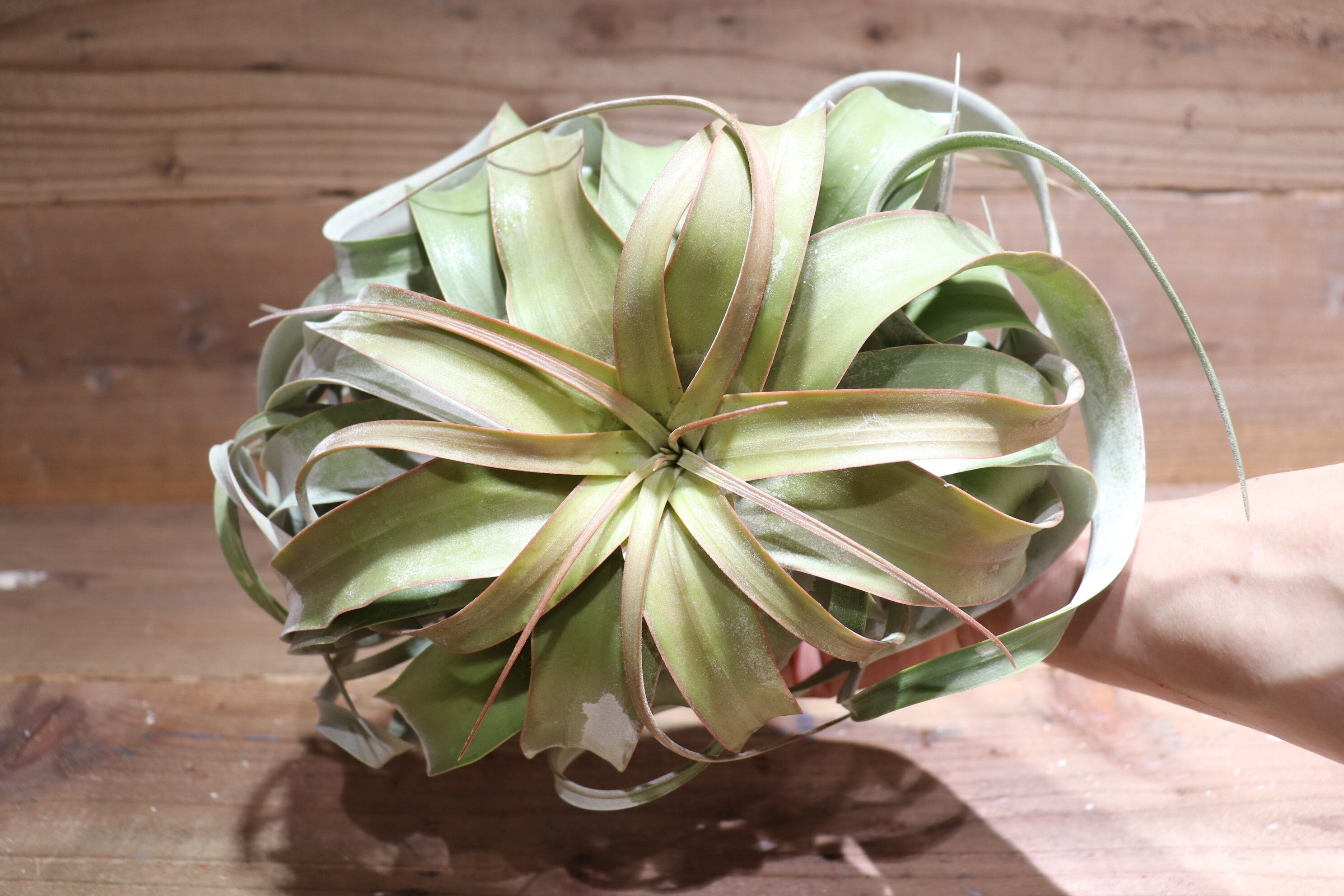 送料無料】キセログラフィカ XL〔エアプランツ〕現品発送T2658