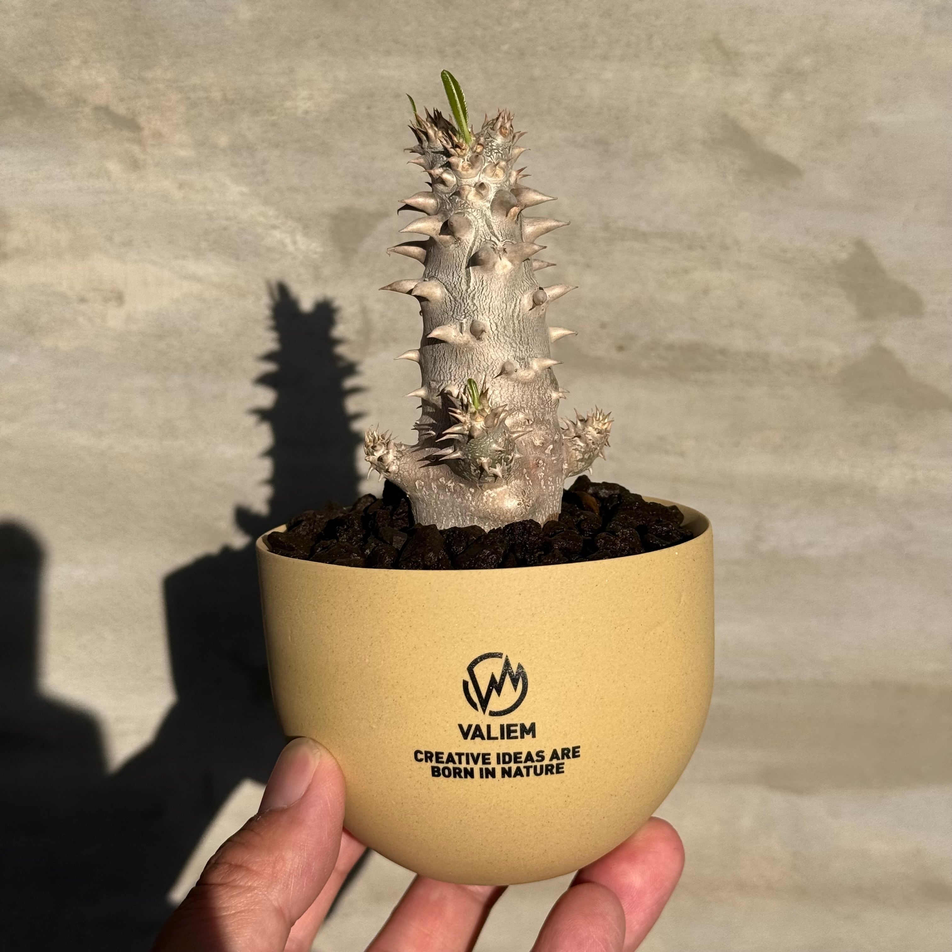 植物鉢】新色！ Valiem GHOST（WARP / XSサイズ）単品（サンドベージュ