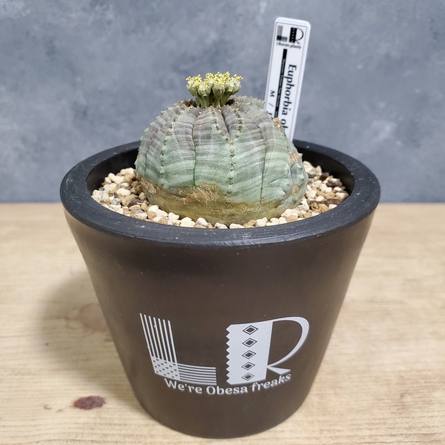 【イレギュラータイプ】Euphorbia obesa ユーフォルビア オベサ