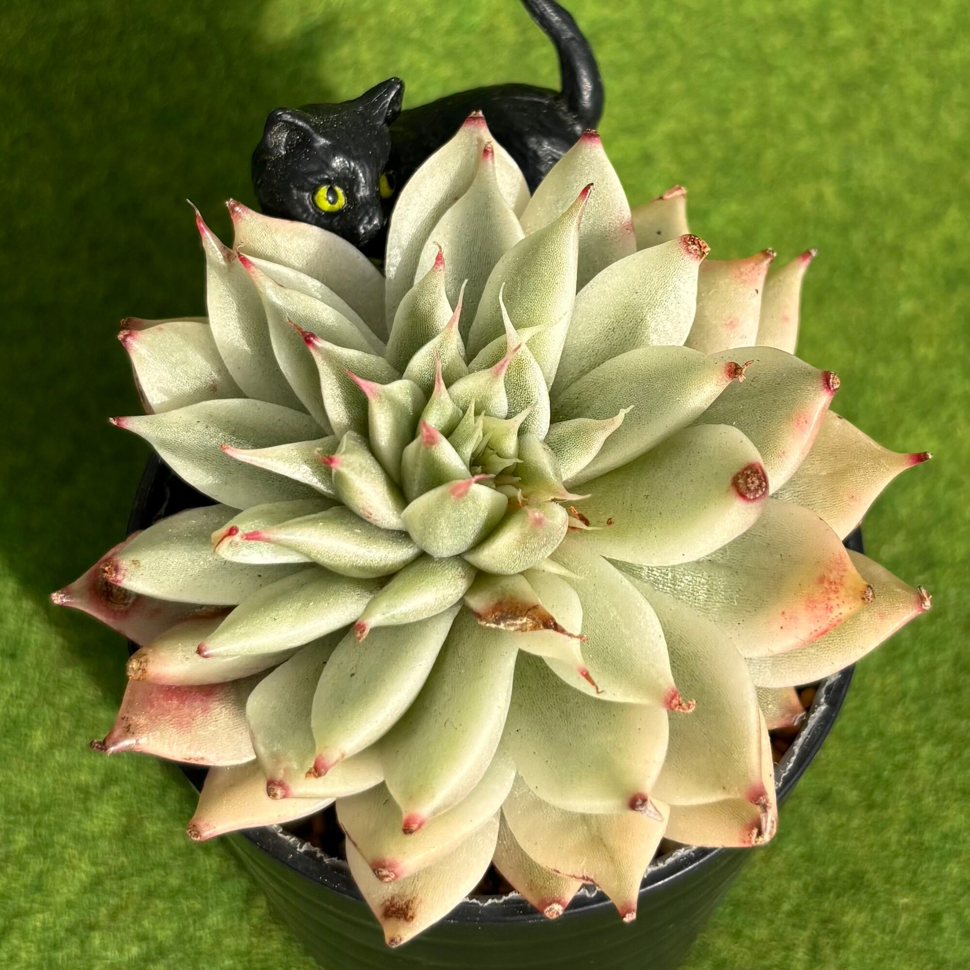 斑入り | 多肉植物 豆彦商店