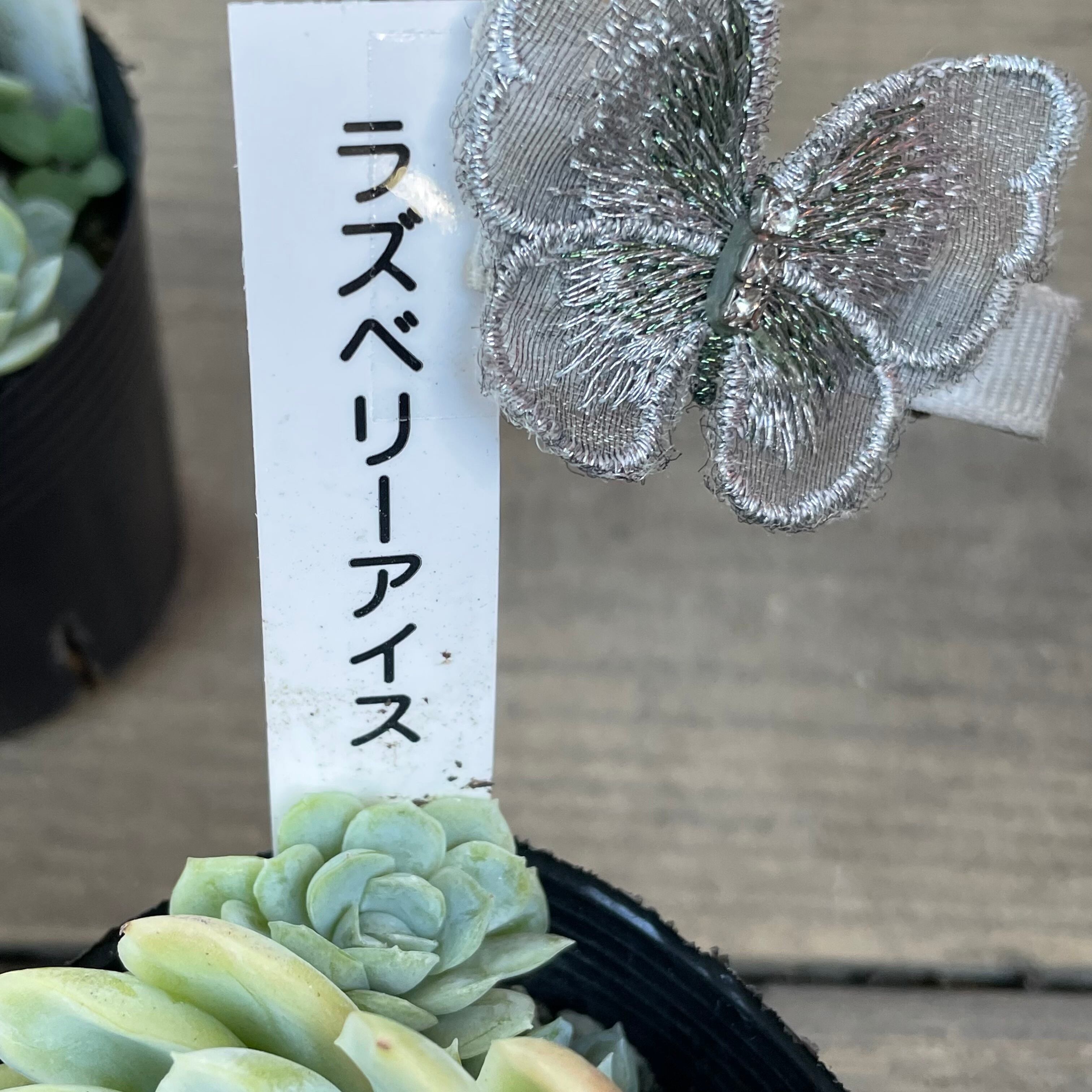 ラズベリーアイス | RuPo 多肉植物専門店