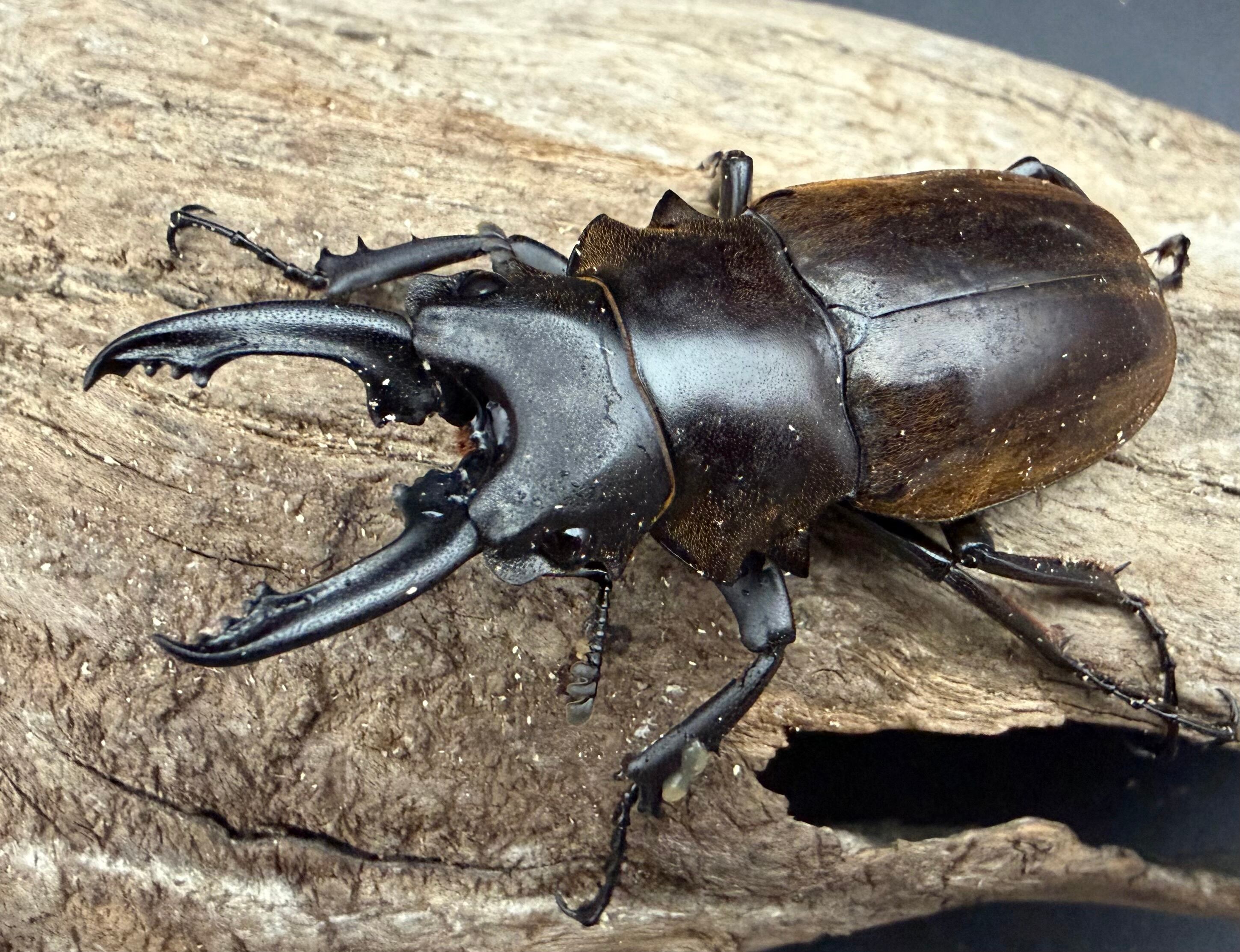 ツヤクワガタの仲間 | KPW公式オンラインショップ