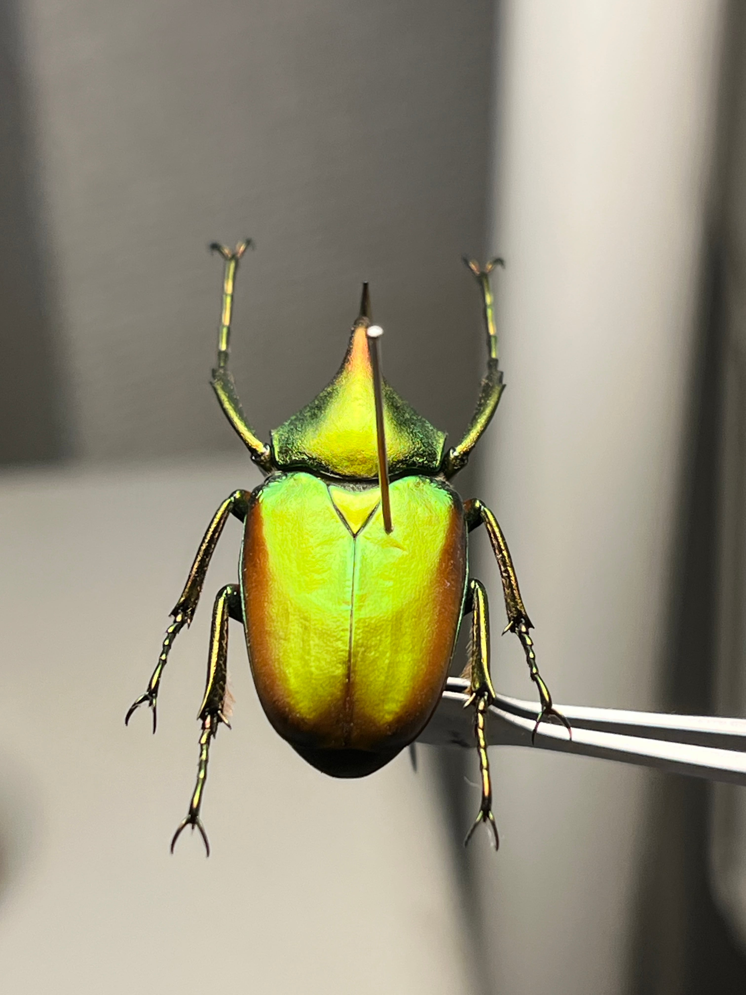 【43mm】カブトハナムグリ コガネムシ プラチナコガネ カナブン　昆虫標本 30mm】カブトハナムグリ コガネムシ プラチナコガネ カナブン