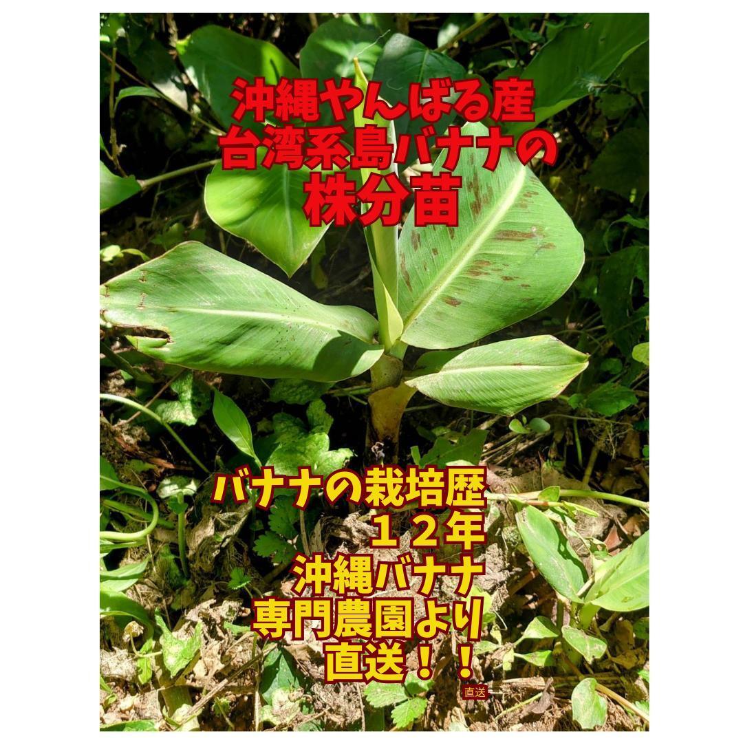 沖縄本島栽培苗 台湾系島バナナ 3尺バナナの株分苗 | 沖縄熱帯フルーツ