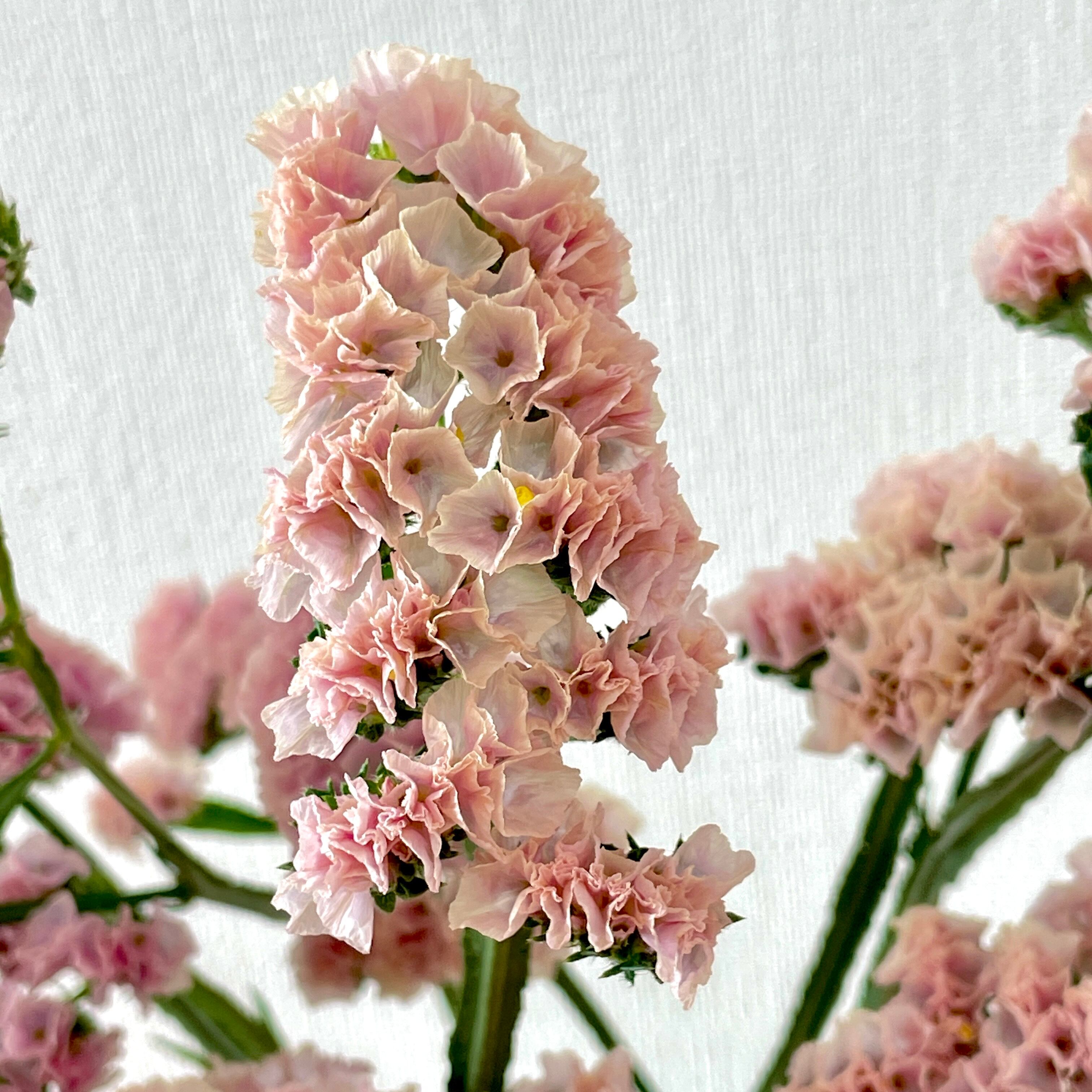 るもいのお花特集】るもい農協スターチス 人気カラー 淡いピンク 10本