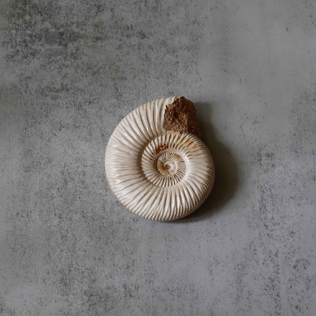 アンモナイト ペリスフィンクテス 1733｜  Ammonite【送料無料】