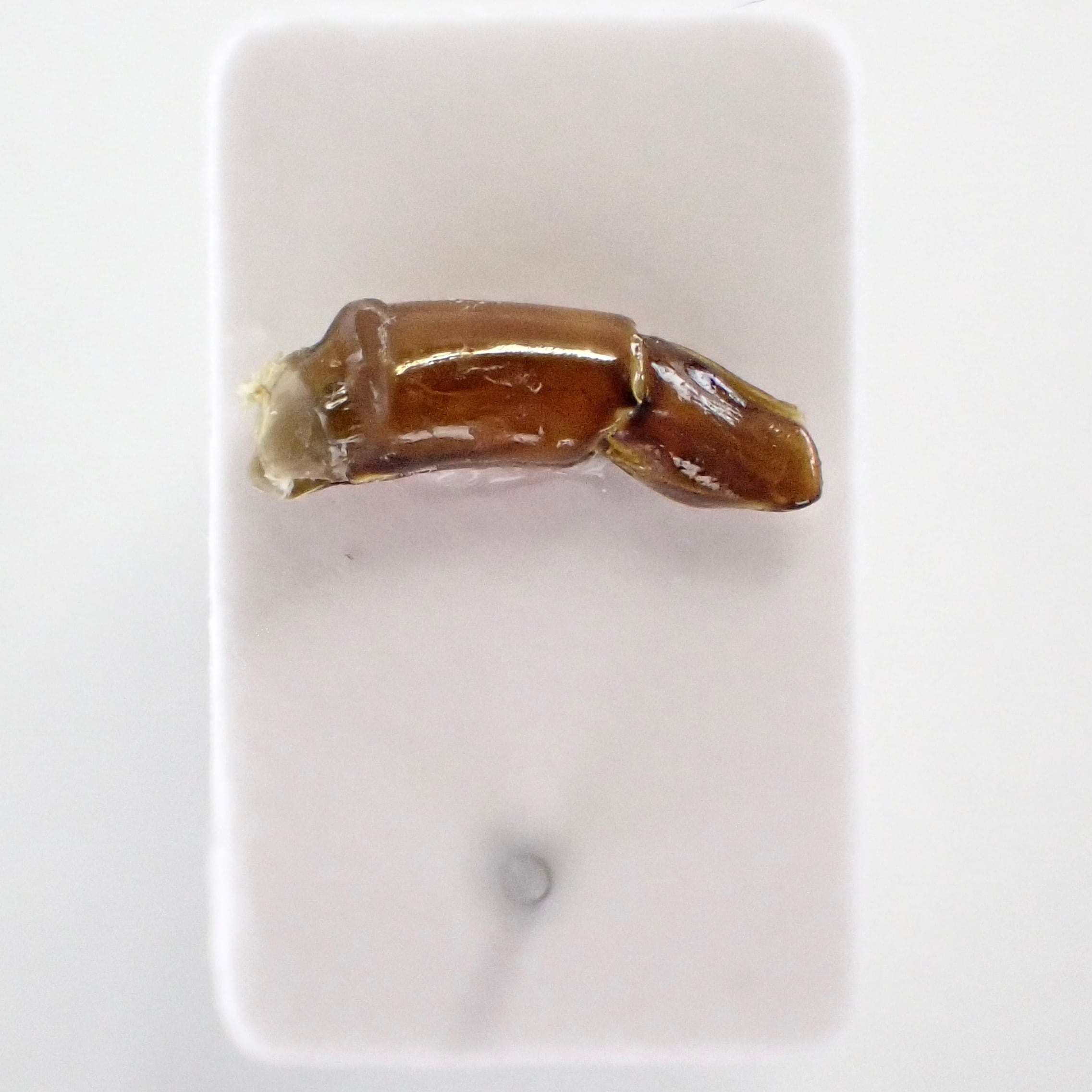 コロンビア産 Andinocopris achamas ♂ 30mm | 昆虫標本 Diggers & Rollers