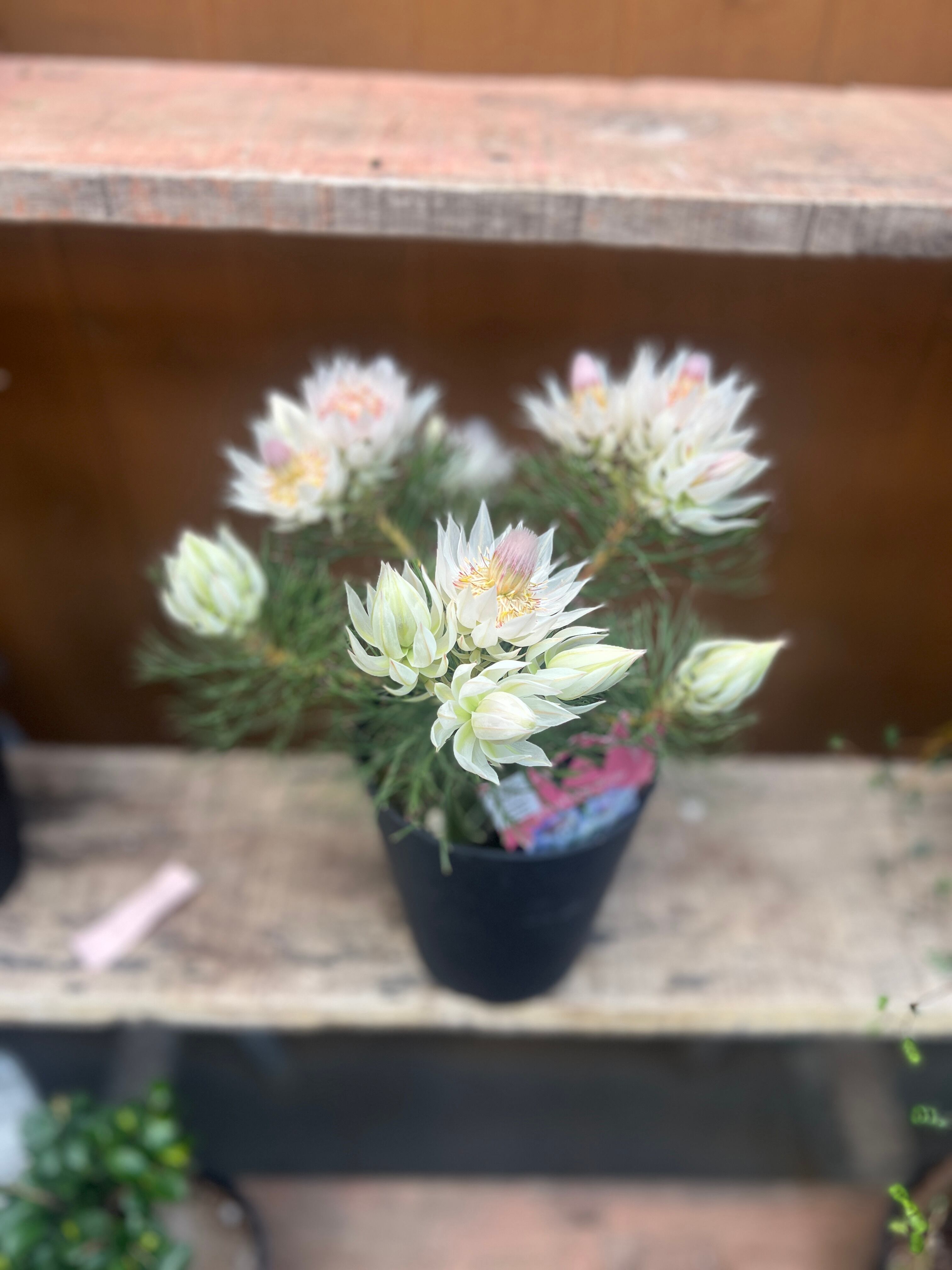 セルリア（ジョーイセルリア）：ブラッシングブライド 6号ポット