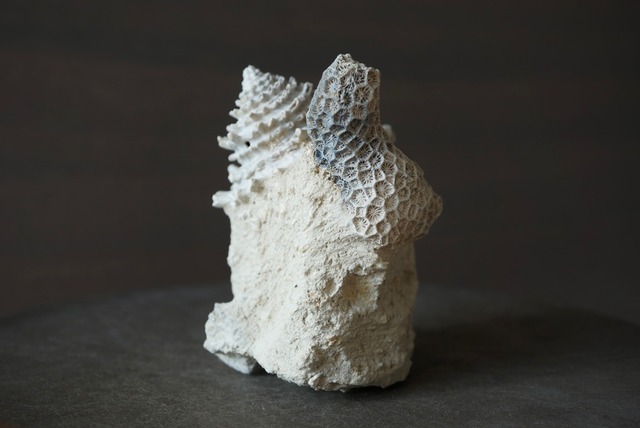 フランス産巻貝/サンゴ化石 Gastropod Fossil 1447