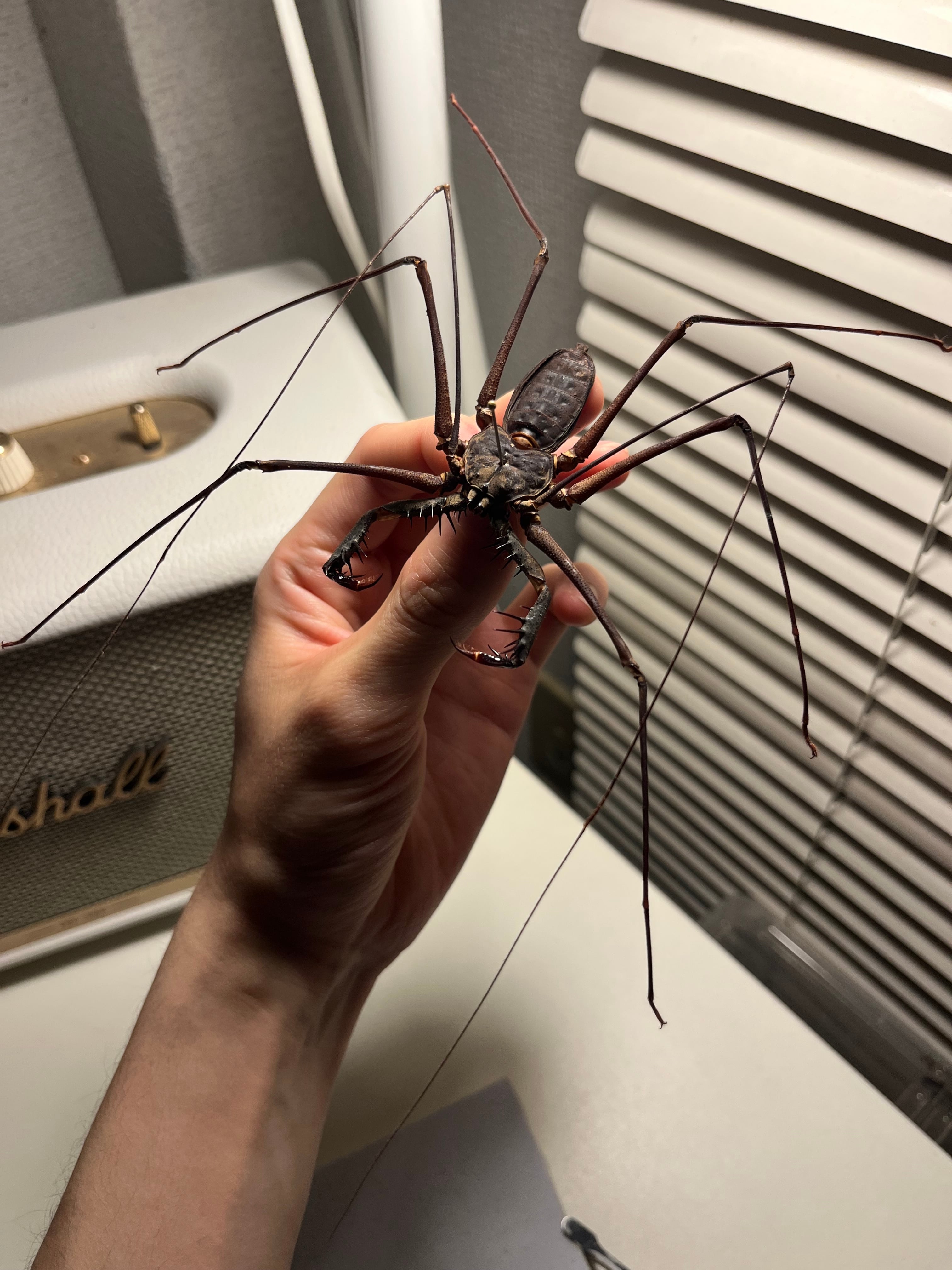 【腕虫最大級】Heterophrynus sp.ウデムシ 標本 ヒヨケムシ 腕虫最大級】Heterophrynus sp.ウデムシ 標本 ヒヨケムシ 三大奇蟲