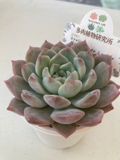 【現物商品】ラパス x ラウリンゼ