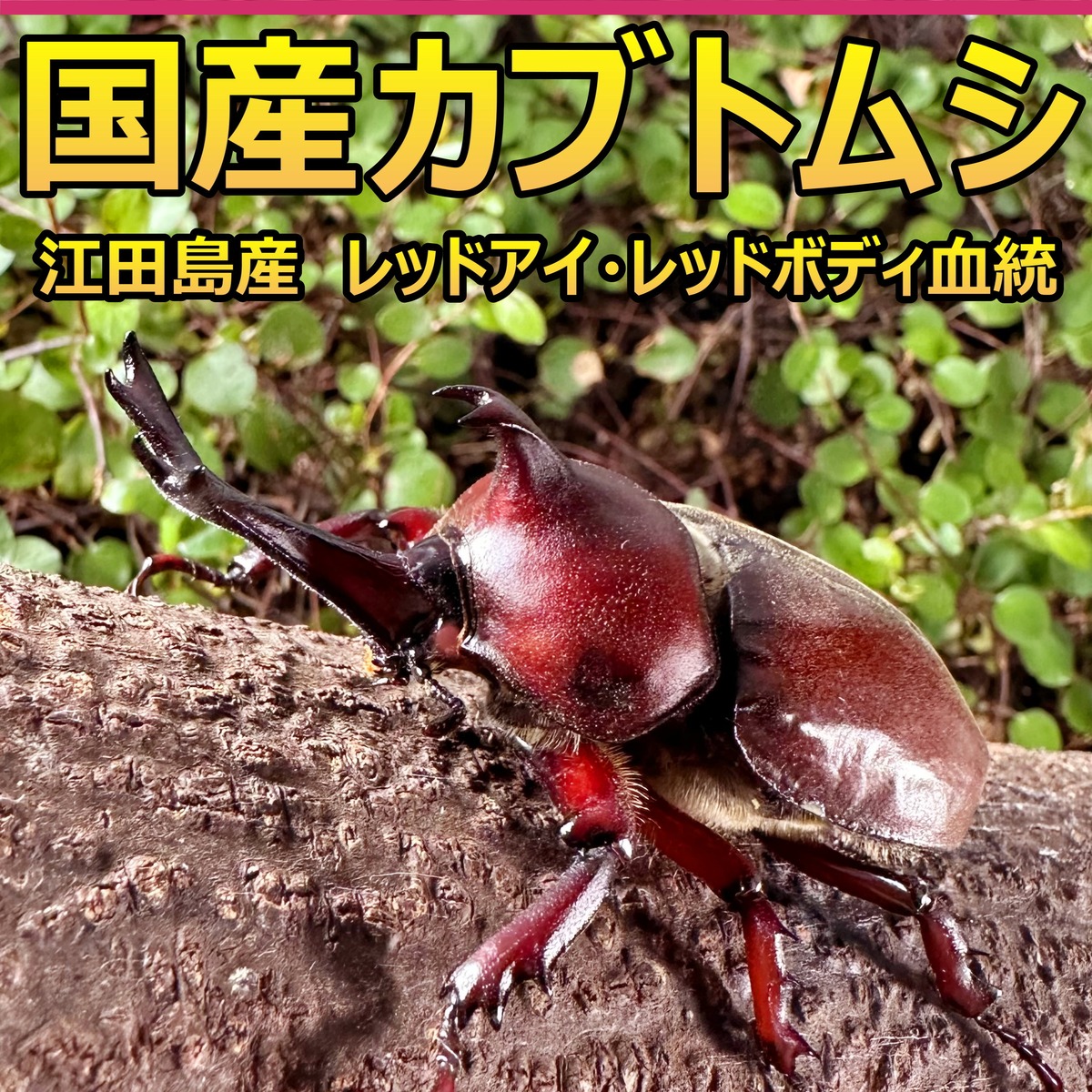 国産カブトムシ 成虫 ♂♀ペア ♂73mm♀51mm 江田島産 レッドアイ 