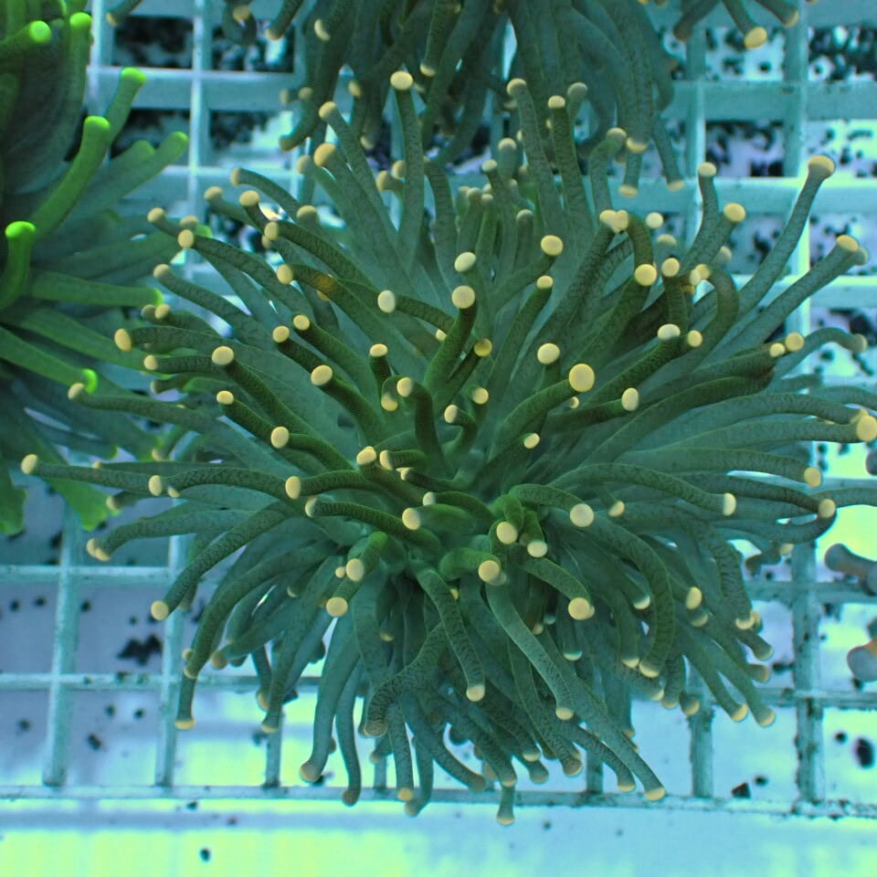 ハナサンゴ / Torch | HOUSE REEF(ハウスリーフ)サンゴ・海水魚・海藻