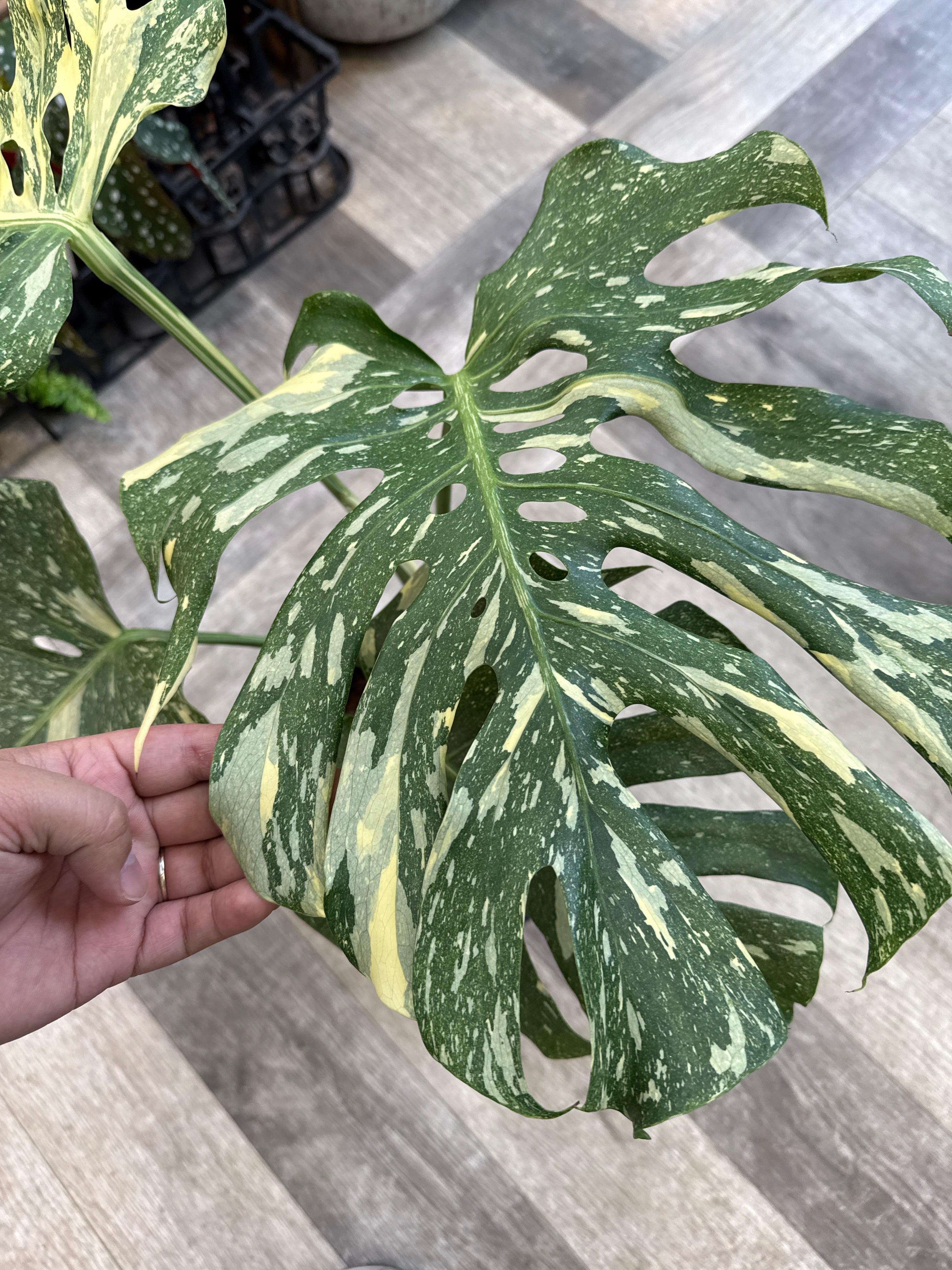特選 モンステラ タイコンステレーション | Gardenえん 【観葉熱帯植物