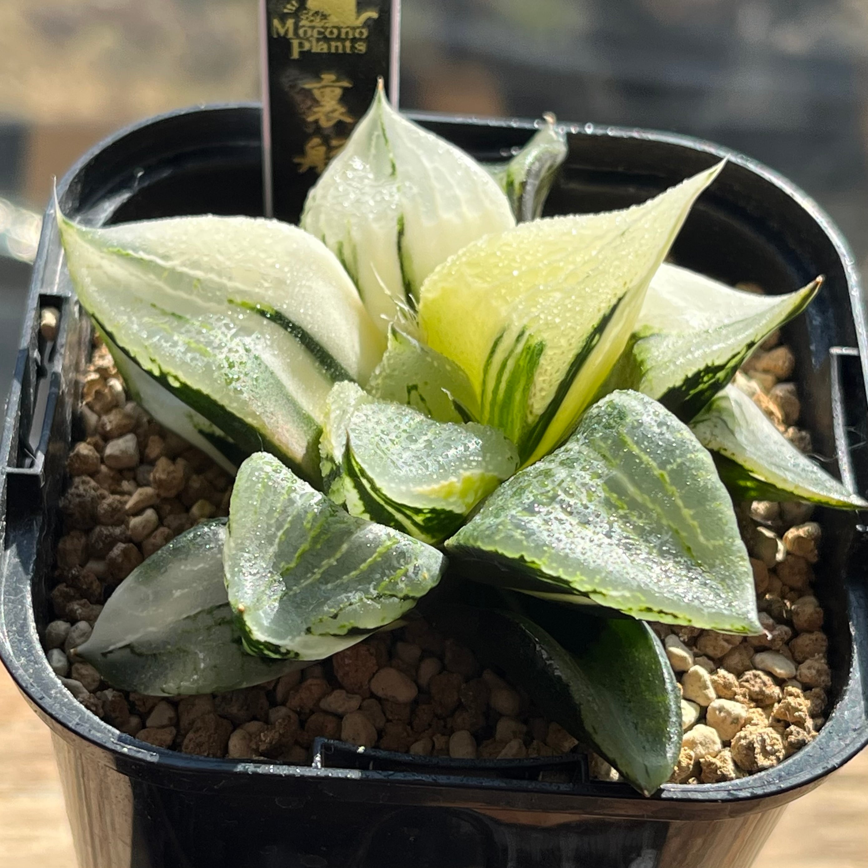 ハオルチア ピグマエアミュータント実生 特異株 | mocono_plants