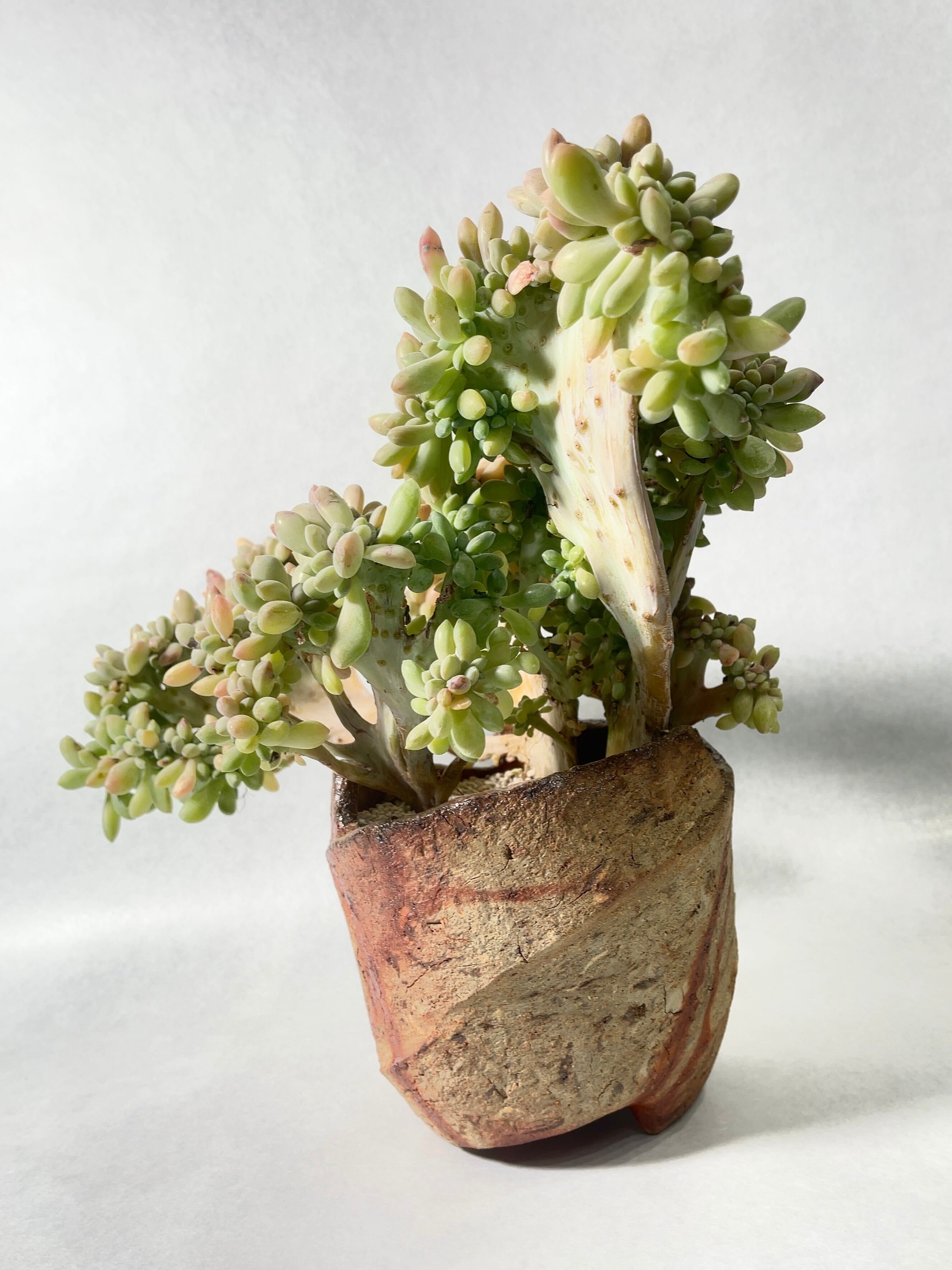 パキフィツム・月花美人綴化 | trigger